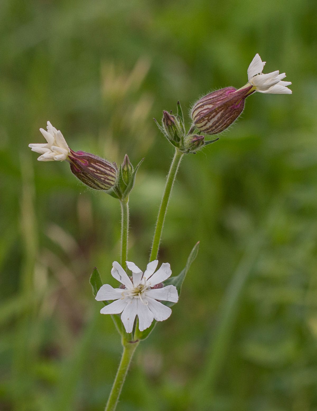 Male white campion (Silene latifolia) flowers showing red coloration. 