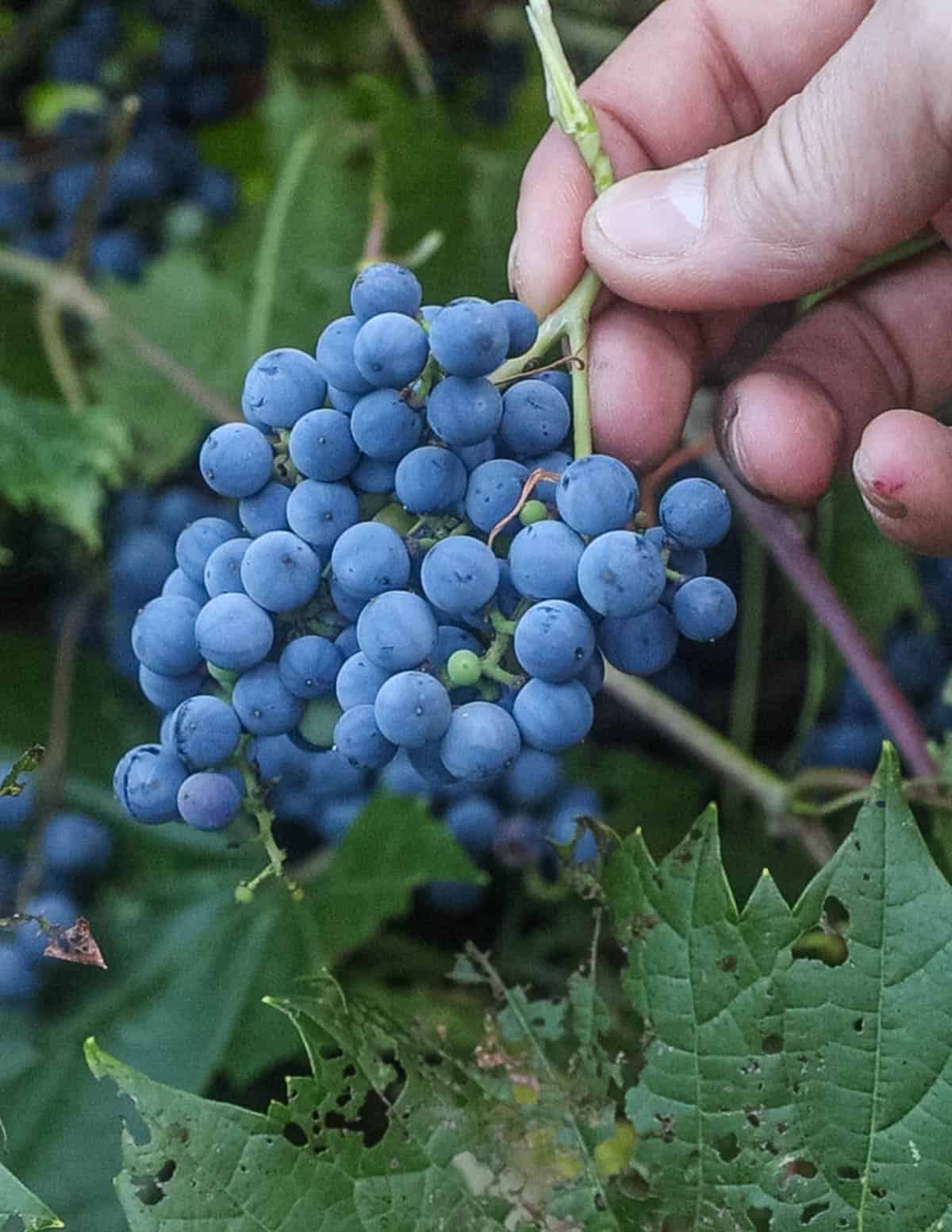 A hand holding a cluster of ripe wild grapes. 