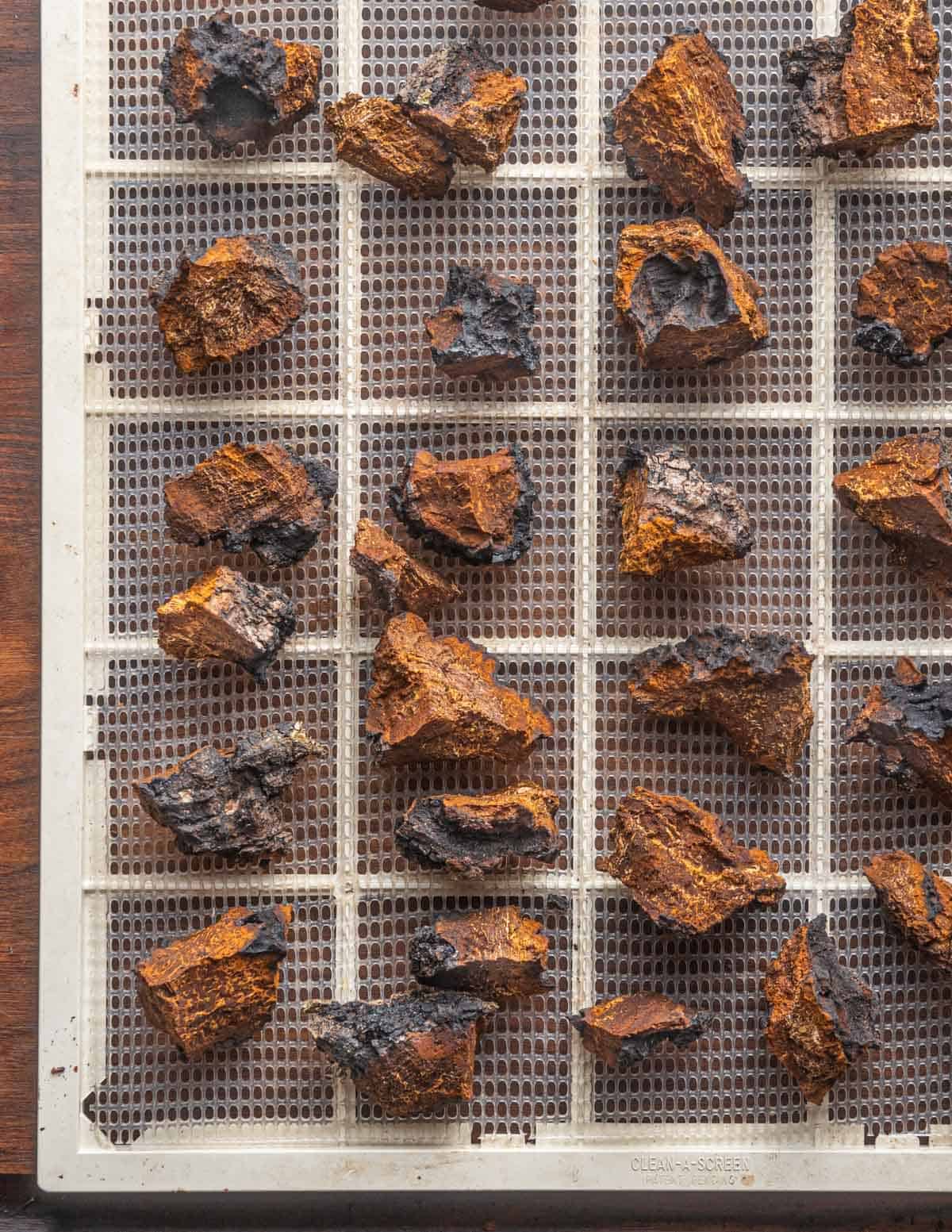 Pieces of chaga mushroom on a dehydrator tray drying. 
