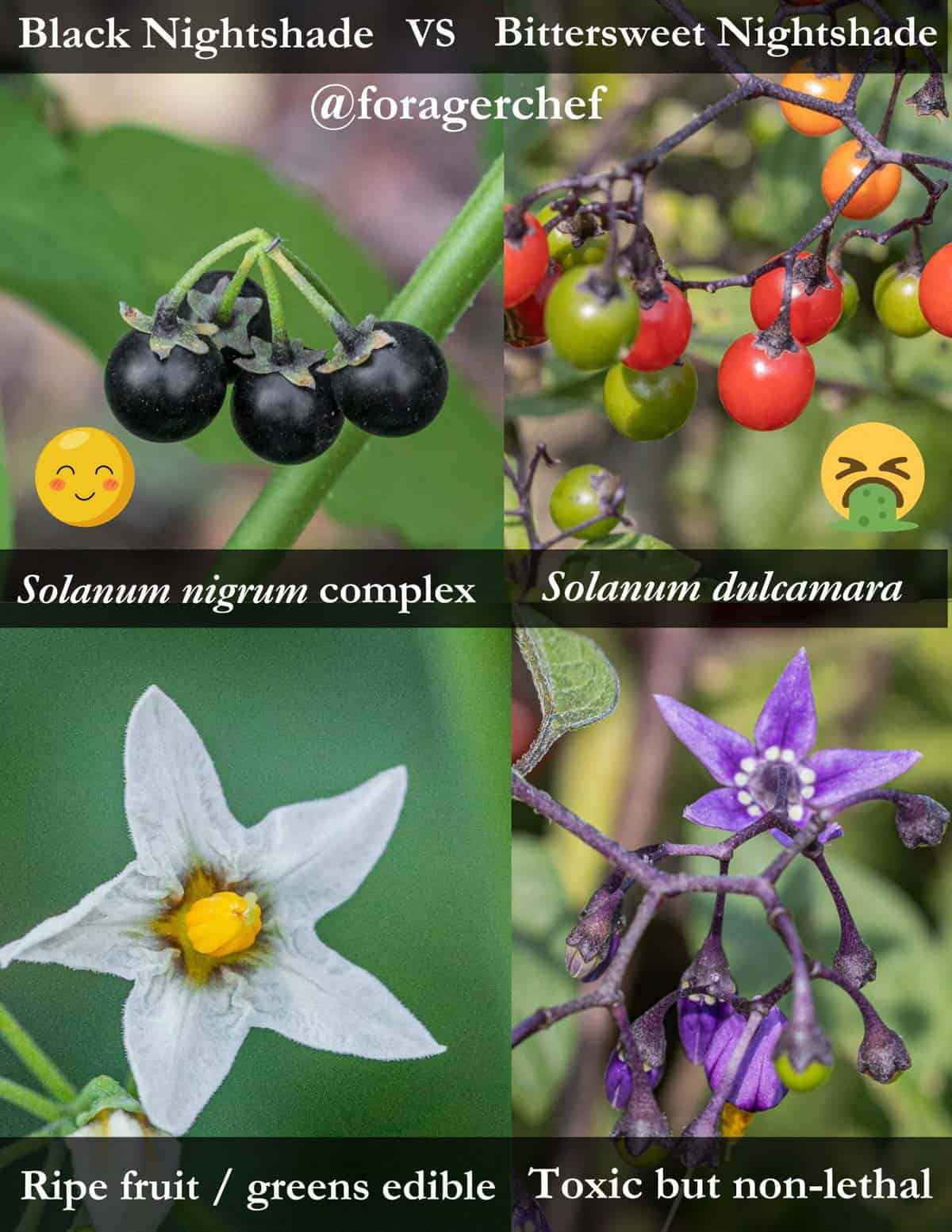 An infographic containing 6 images comparing the identification differences between edible black nightshade fruit, berries and leaves with toxic bittersweet nightshade for identification purposes. 