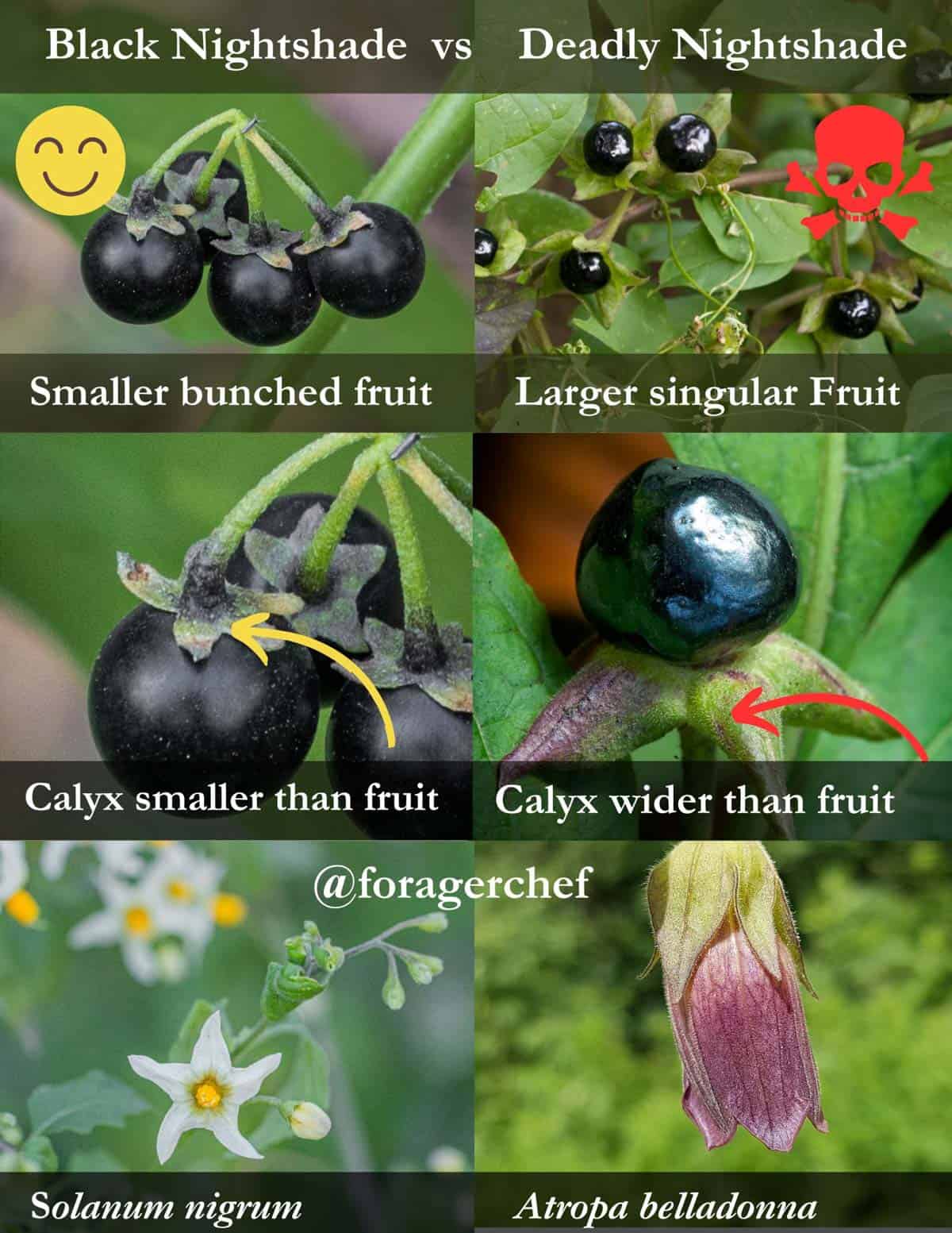 An infographic containing 6 images comparing the identification differences of edible black nightshade vs deadly nightshade including fruit, leaves, and flowers.