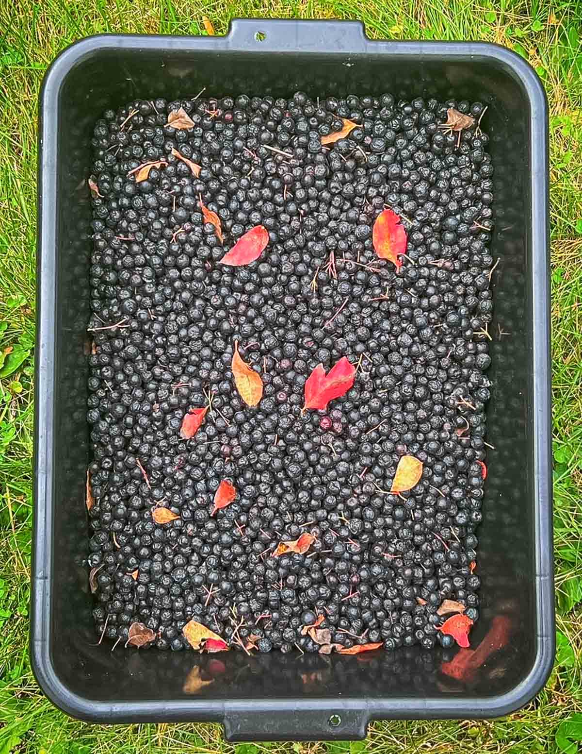 A large tub filled with ripe chokeberries and a few leaves. 