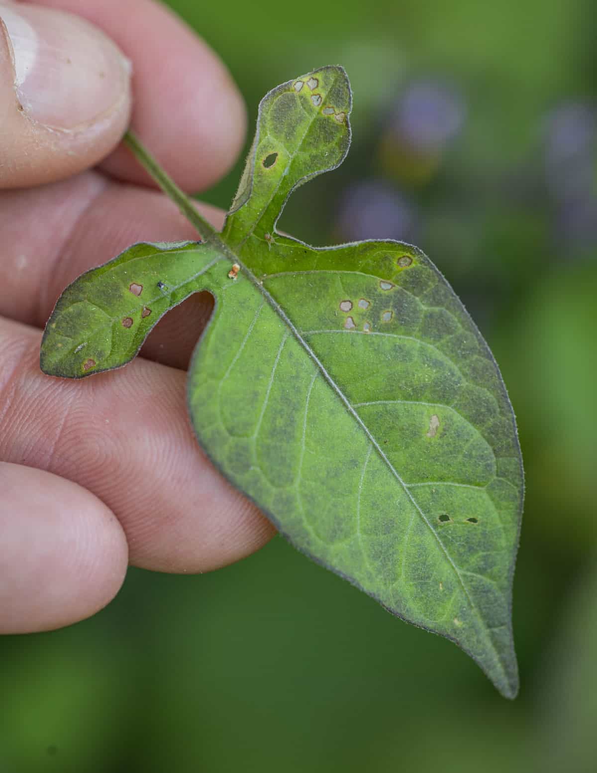 Close up image of bittersweet nightshade leaves (Solanum dulcamara) .