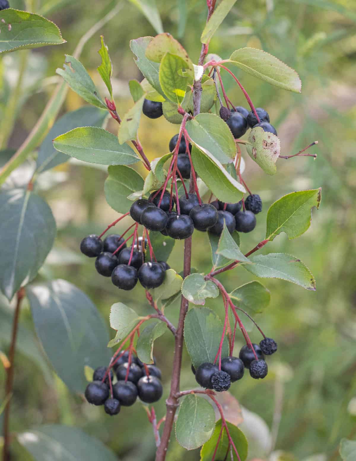 Ripe black chokeberries on the branch in the summer (Aronia melanocarpa).