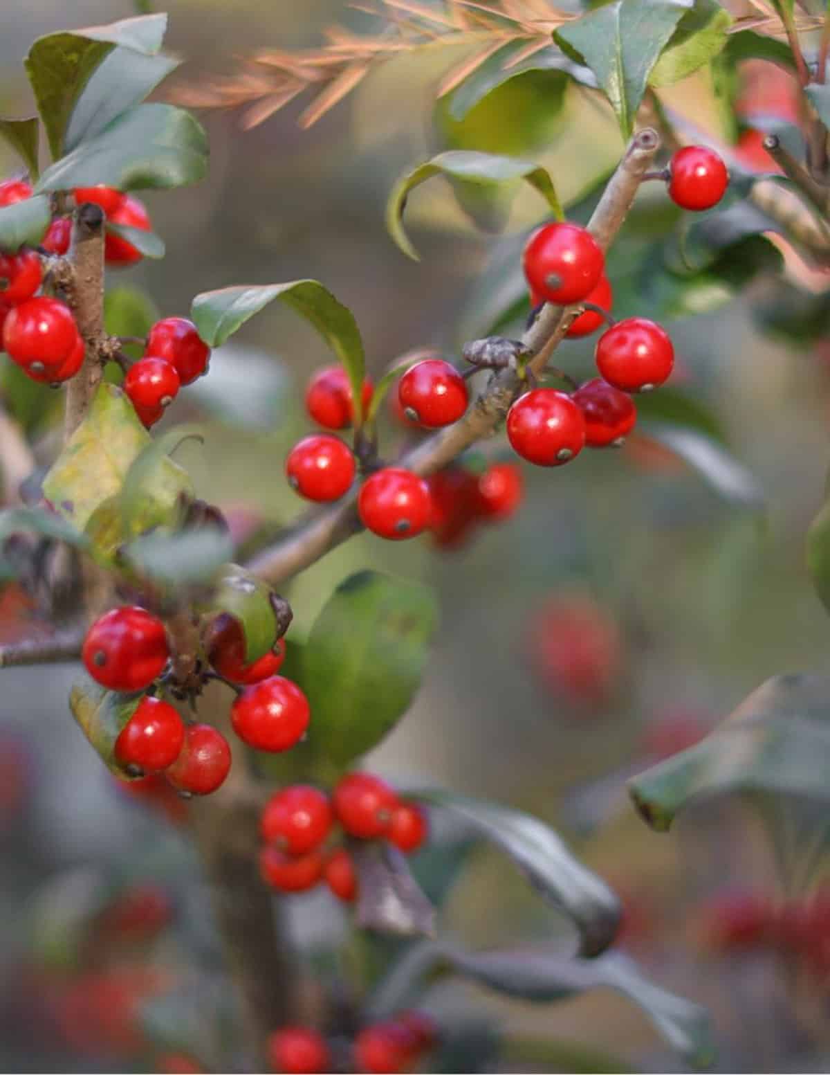 Red chokeberries (Aronia arbutifolia) growing on a branch in landscaping. 