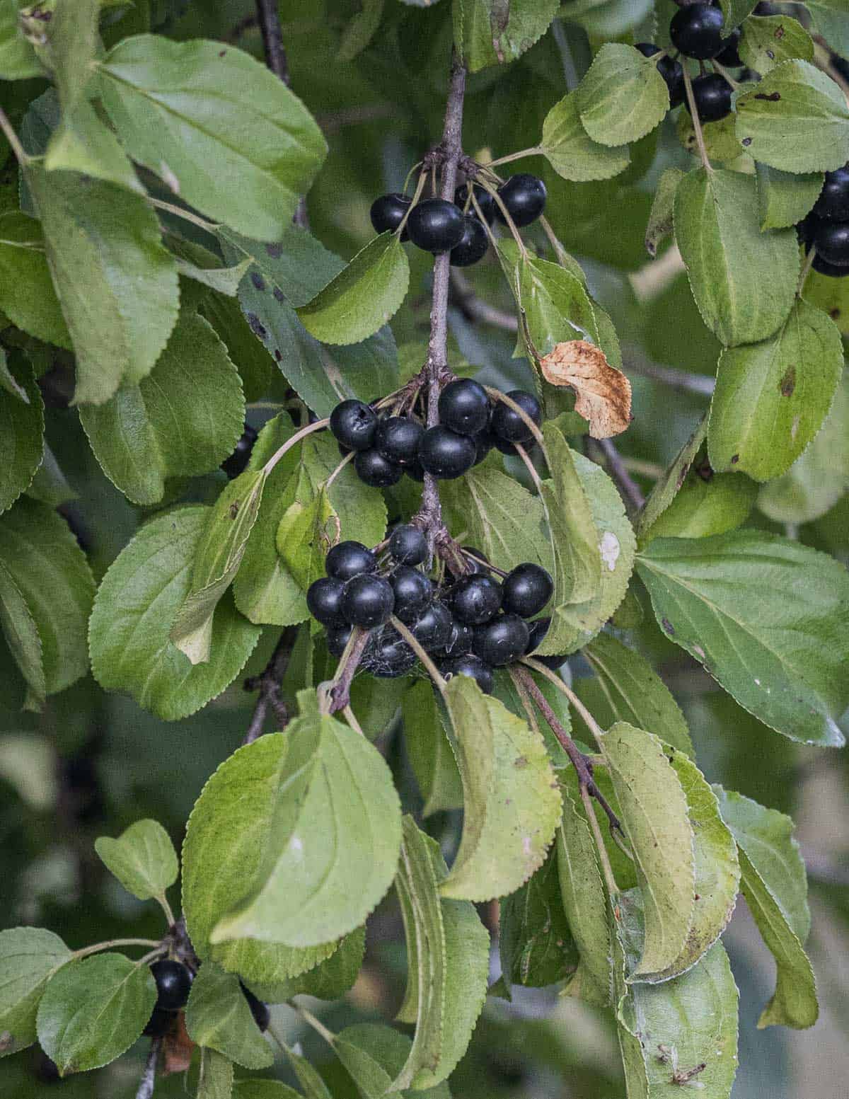 A close up image of common buckthorn berries growing on a branch (Rhamnus cathartica) .