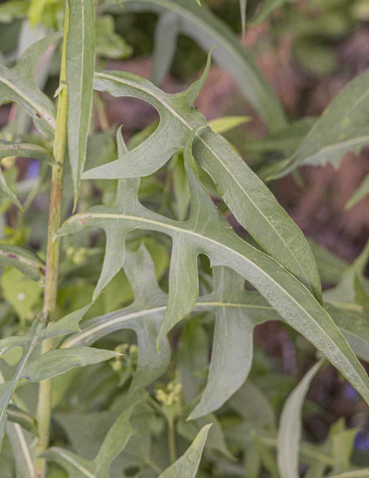 A close up image of canadian wild lettuce leaves (Lactuca canadensis). 