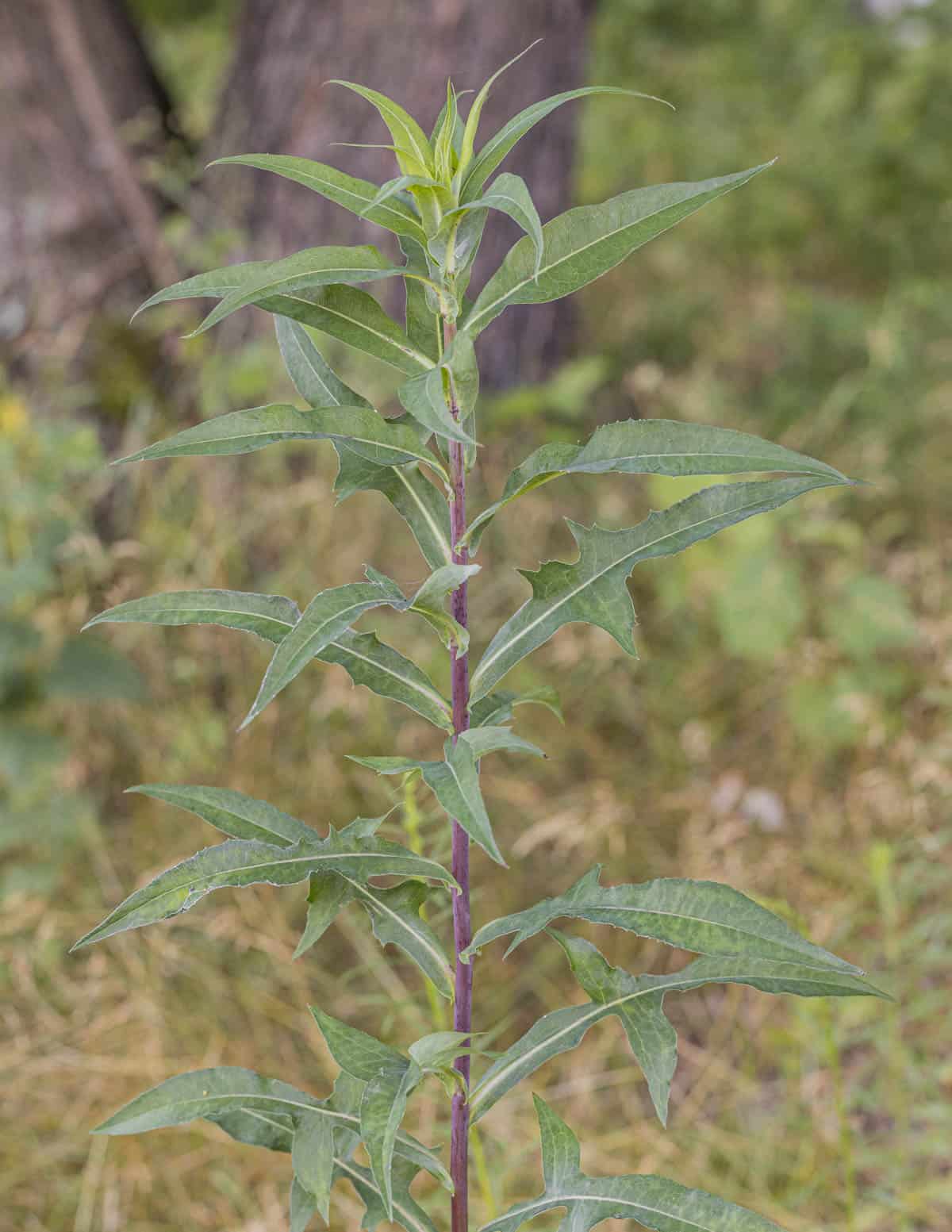 A canadian wild lettuce plant showing a bright purple stem. 