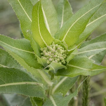 A close up picture of Canadian lettuce flower buds (Lactuca canadensis).