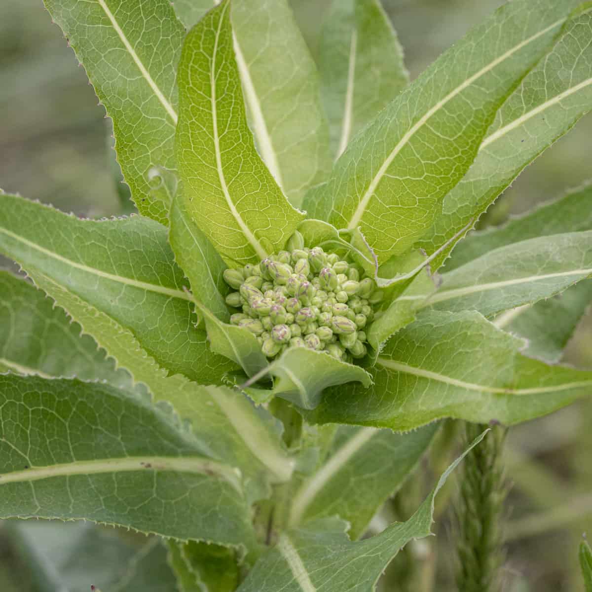 Foraging Wild Lettuce: Identification, Harvesting and Cooking