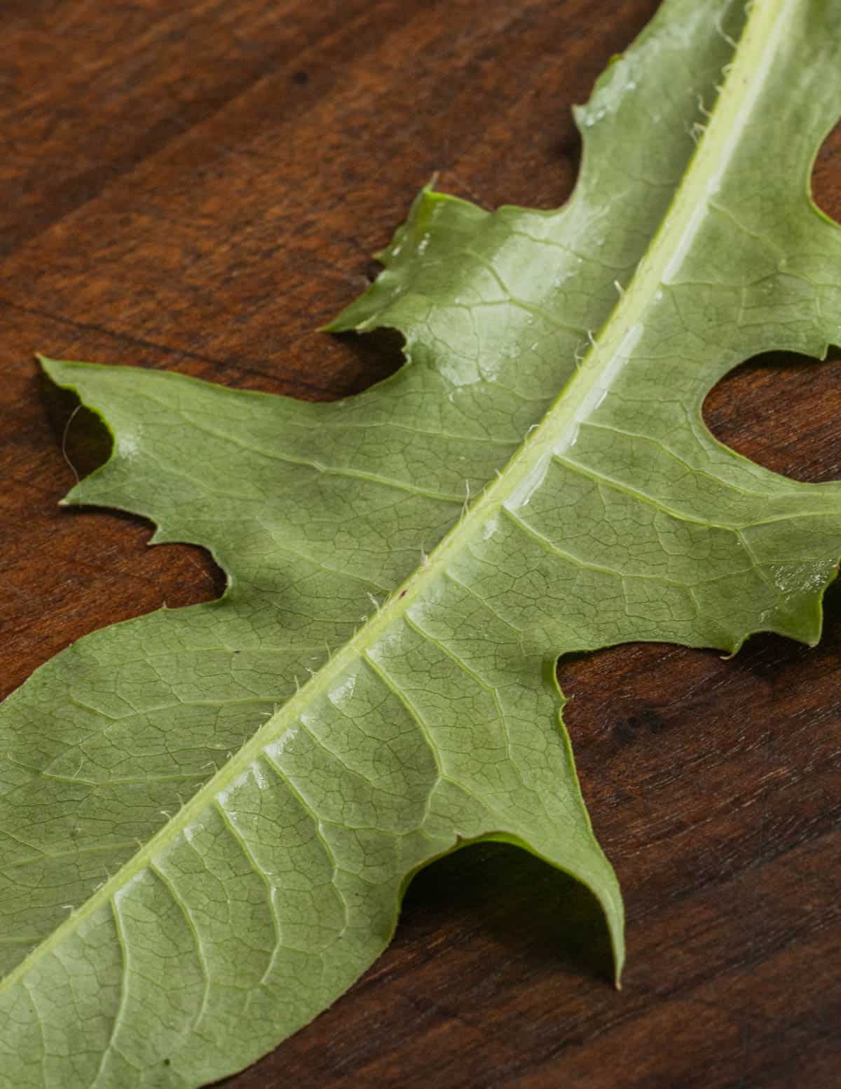 Close up picture of Canadian wild lettuce leaf showing hair on the midrib. 