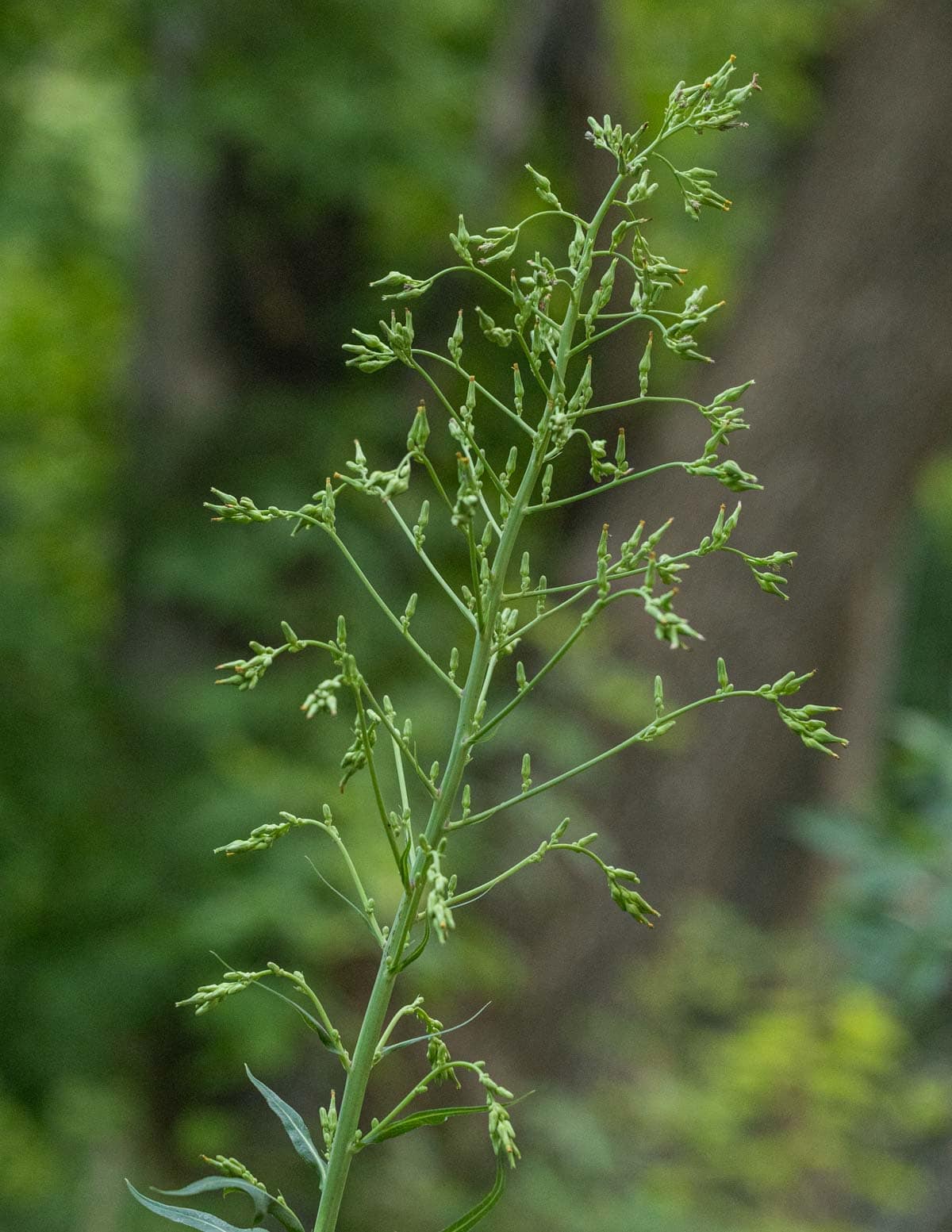 A fully branched out panicle of Canadian wild lettuce (L. canadensis).