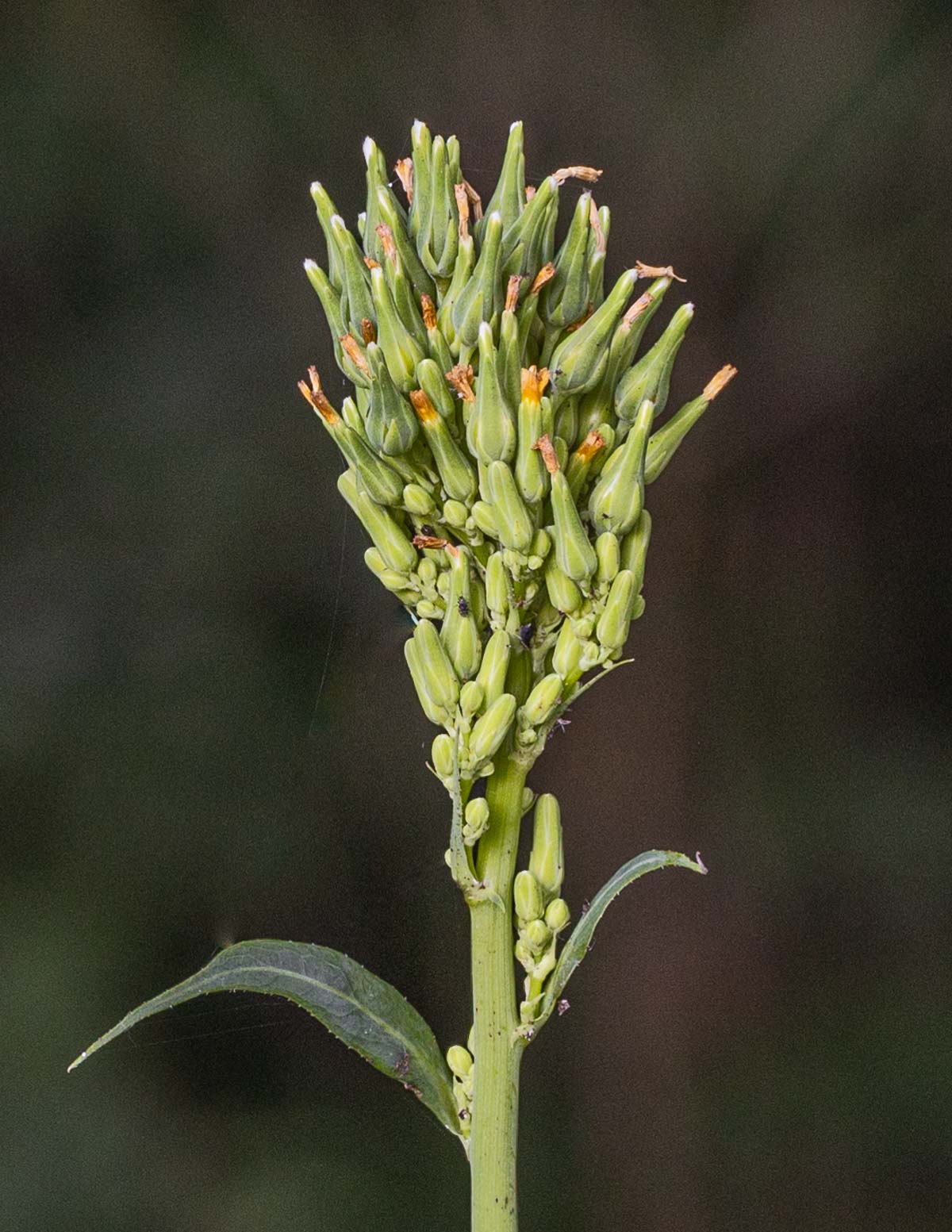 Close up image of a Canadian wild lettuce (L. canadensis) flower panicle before branching out.