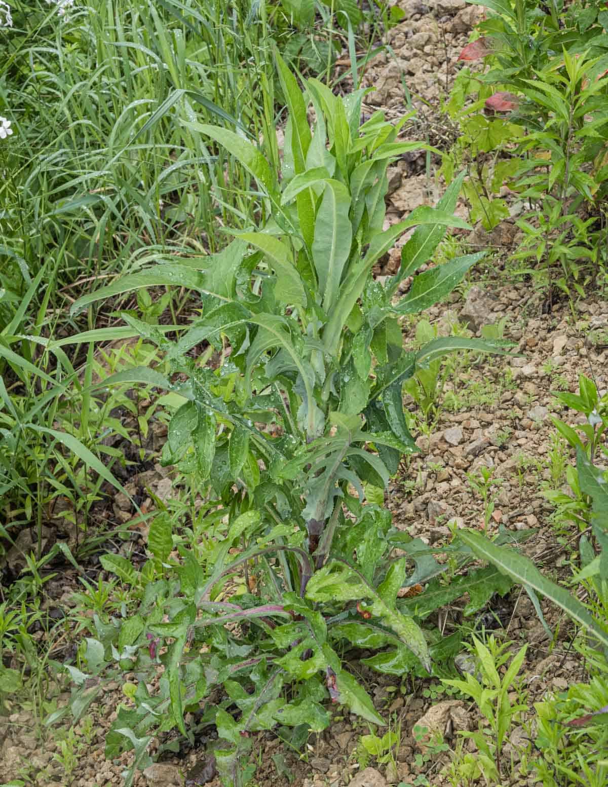 A picture of wild lettuce (L. canadensis) growing on the side of the road. 
