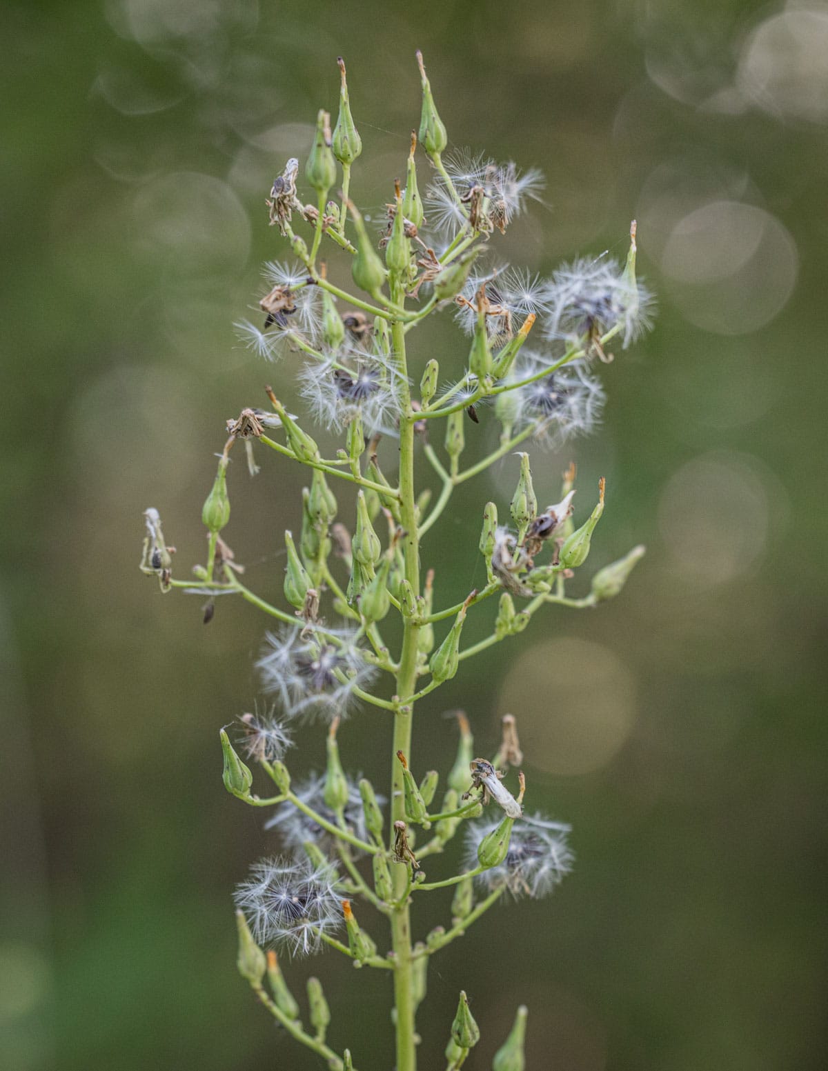 A flowering panicle of L. canadensis showing wild lettuce seeds. 