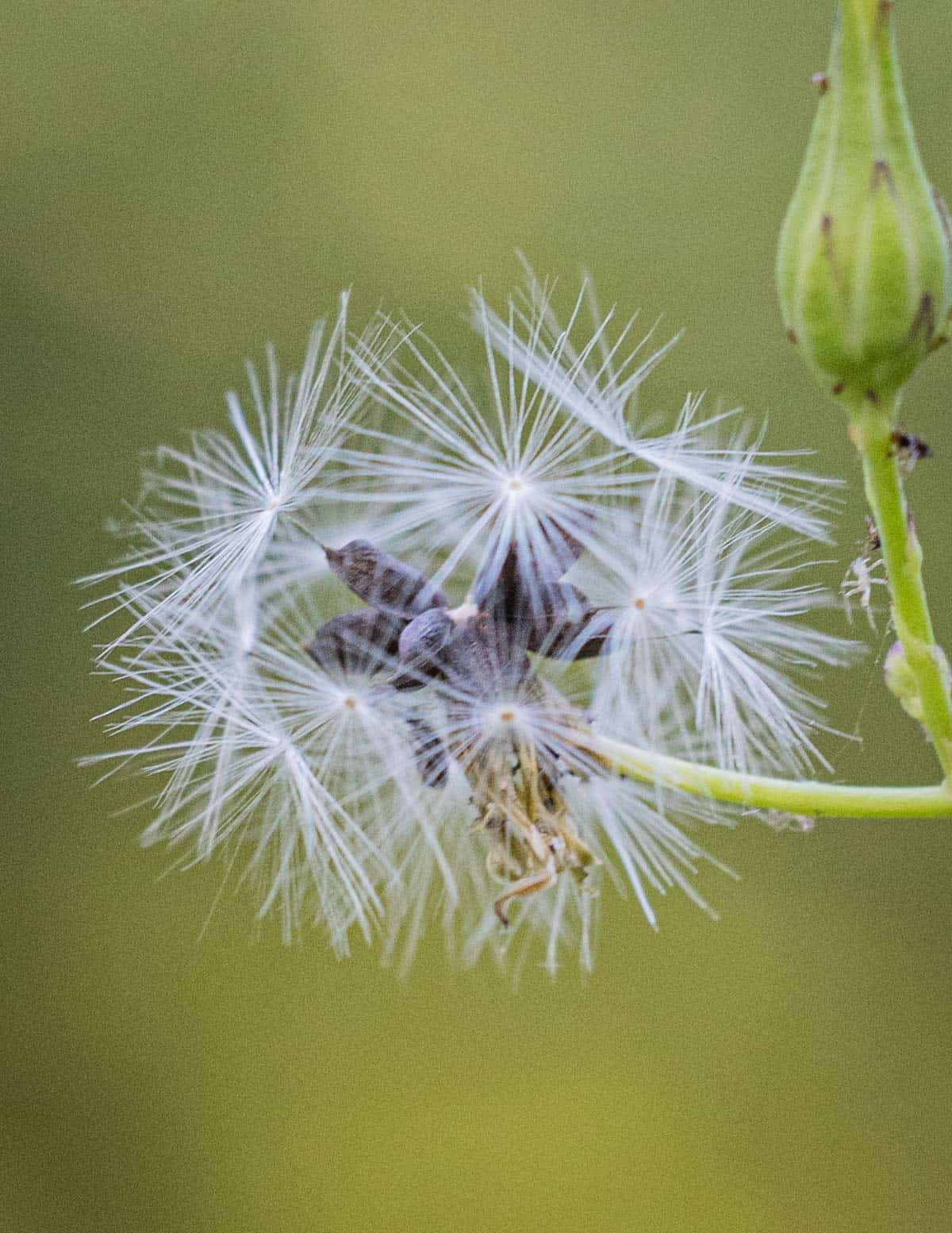 A close up image of wild lettuce seeds showing the attached parachute. 