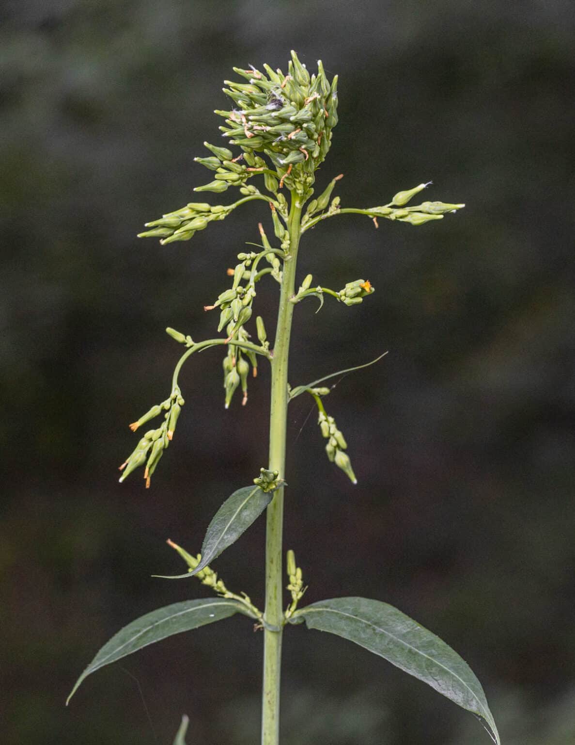 Foraging Wild Lettuce: Identification, Harvesting and Cooking