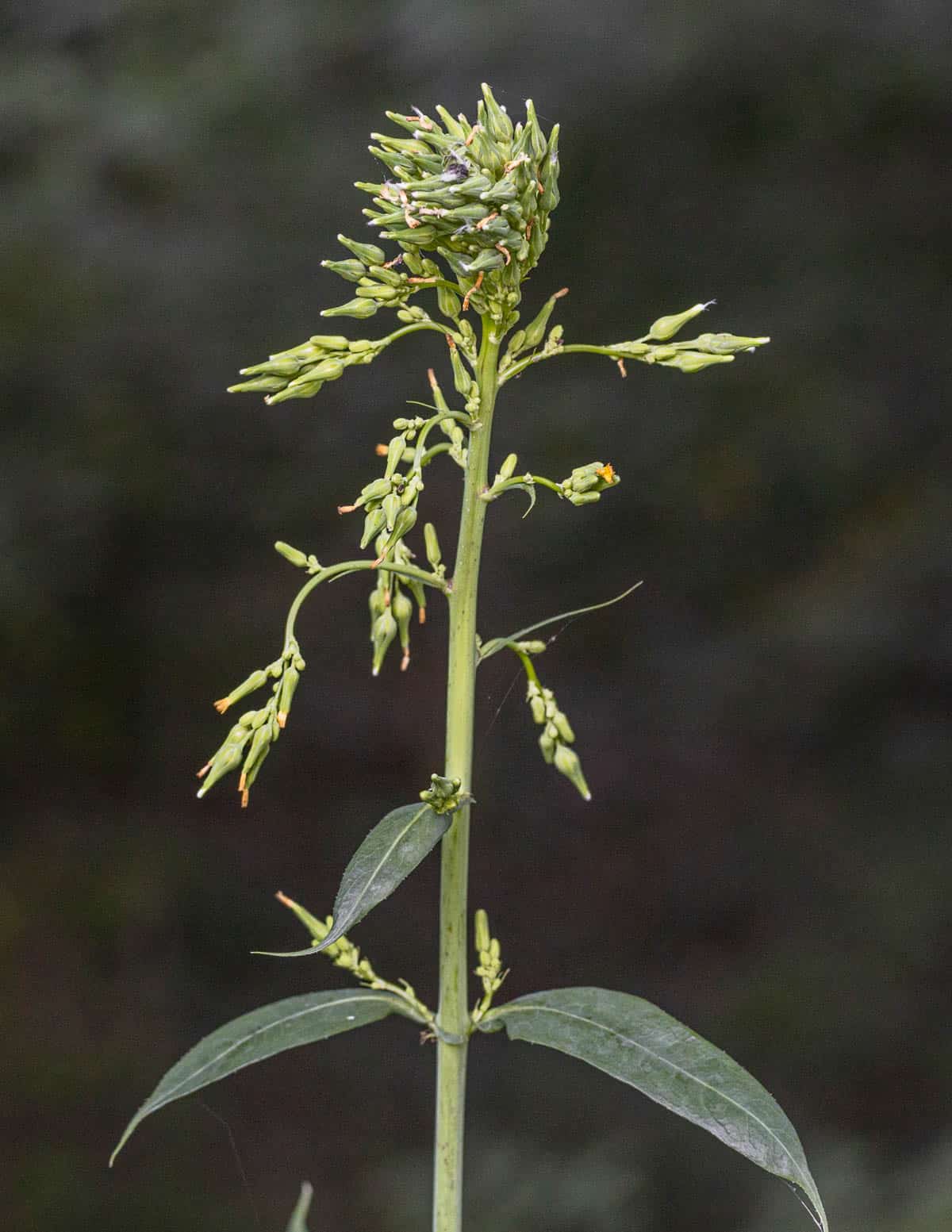 A panicle of wild lettuce flowers beginning to branch out before flowering.