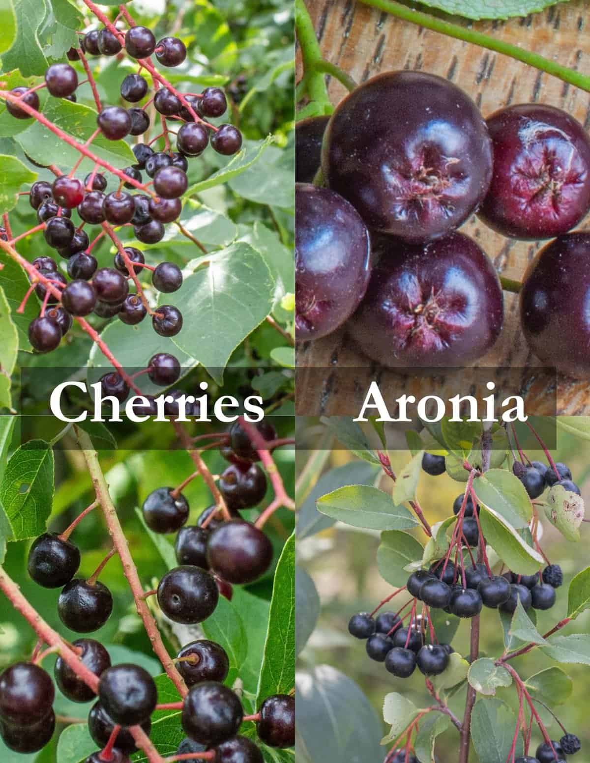An infographic comparing the differences of chokecherries (Prunus virginiana) and chokeberries (aronia). 
