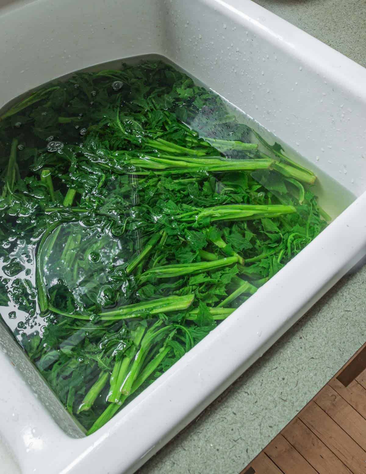 Soaking cooked sow thistle greens in a sink to remove bitterness. 