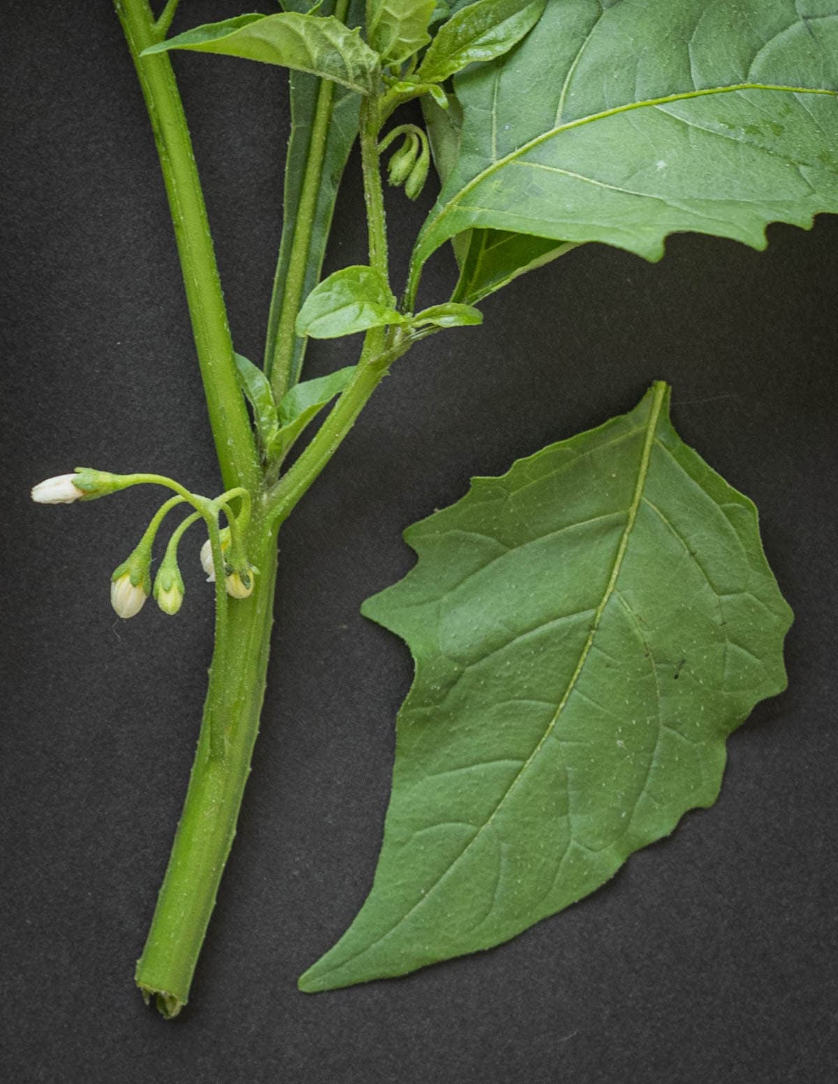 Macro image of black Eastern nightshade leaves, stems, and young inflorescence (Solanum ptycanthum).