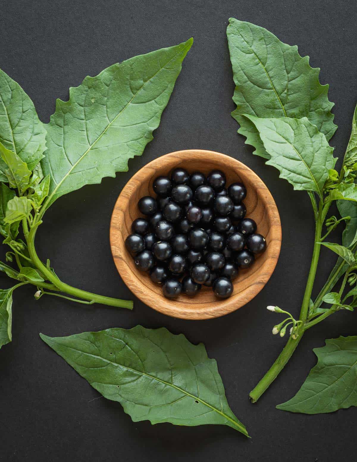 A bowl of edible Eastern black nightshade berries surrounded by black nighshade leaves (Solanum ptycanthum). 