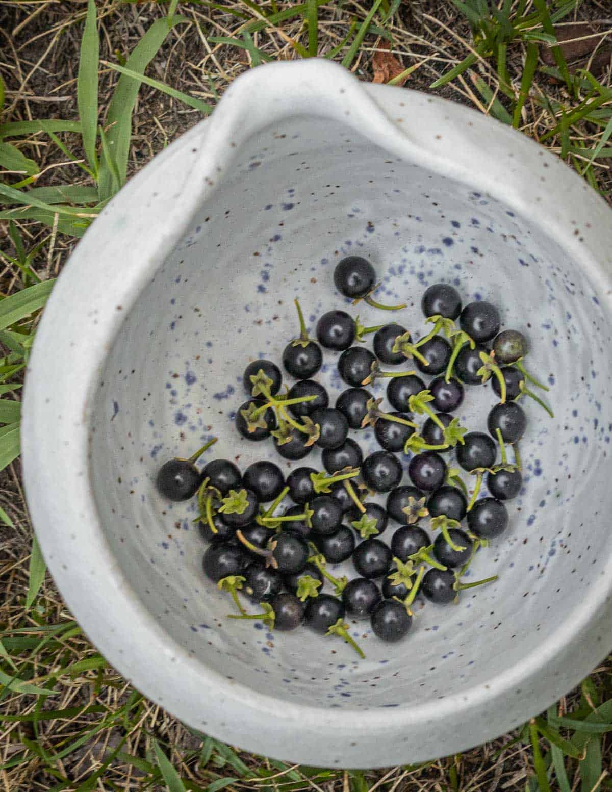 A bowl of edible Eastern black nightshade berries (Solanum ptycanthum). 
