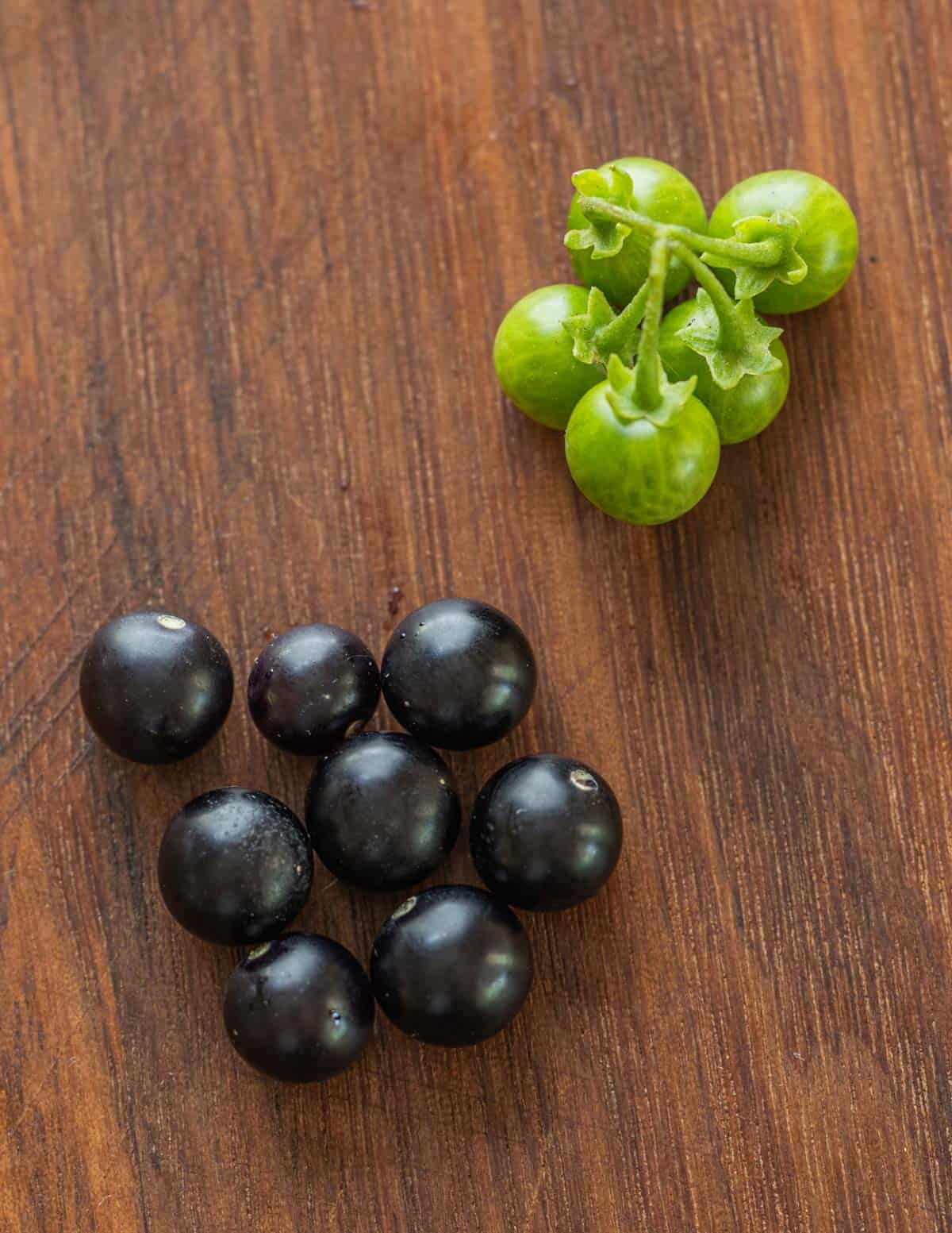 A close up image comparing ripe edible black nightshade berries and inedible unripe green black nightshade berries. 