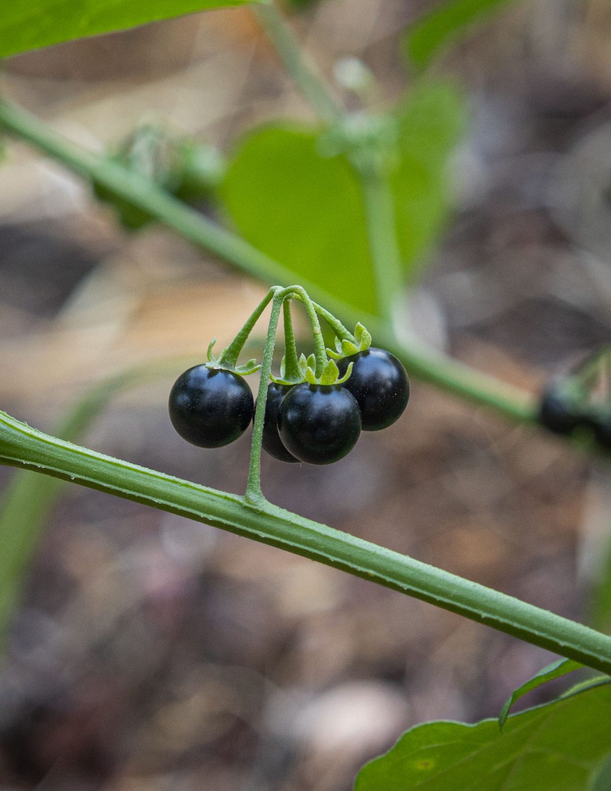 A small cluster of edible black nightshade fruit growing on a vine. 