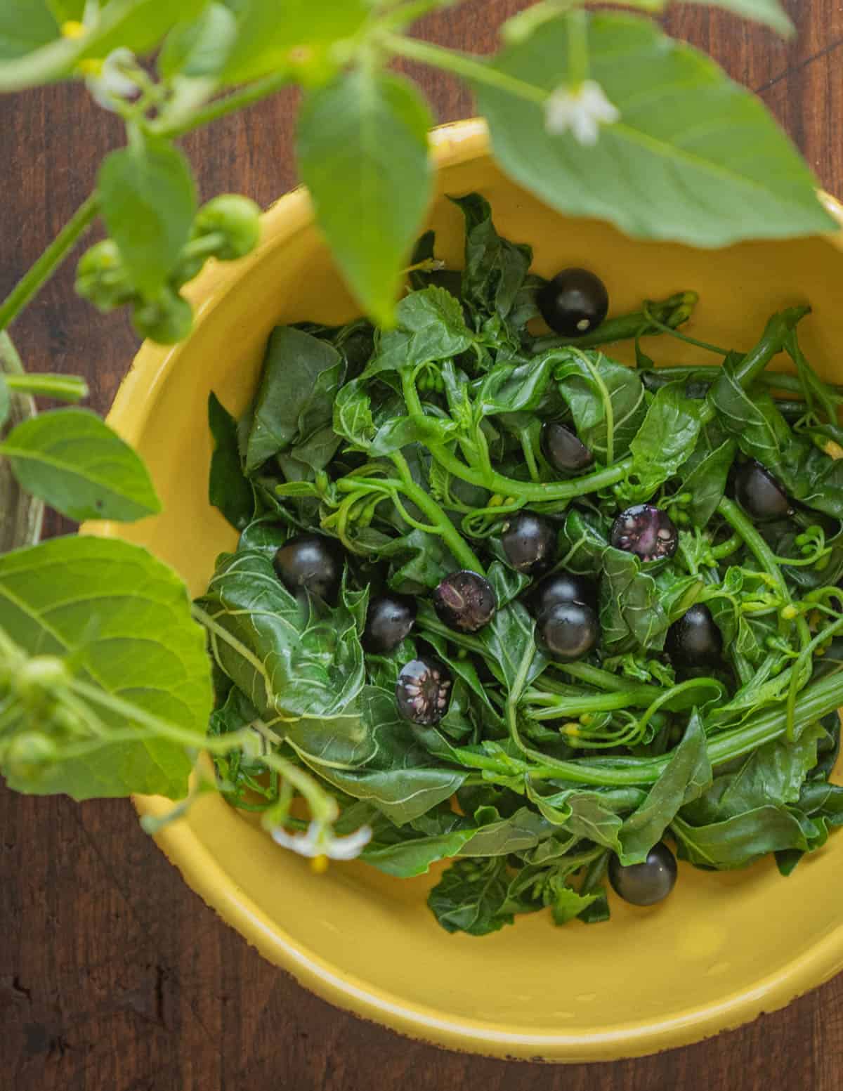 A bowl of steamed black nightshade greens in a bowl garnished with nightshade berries. 