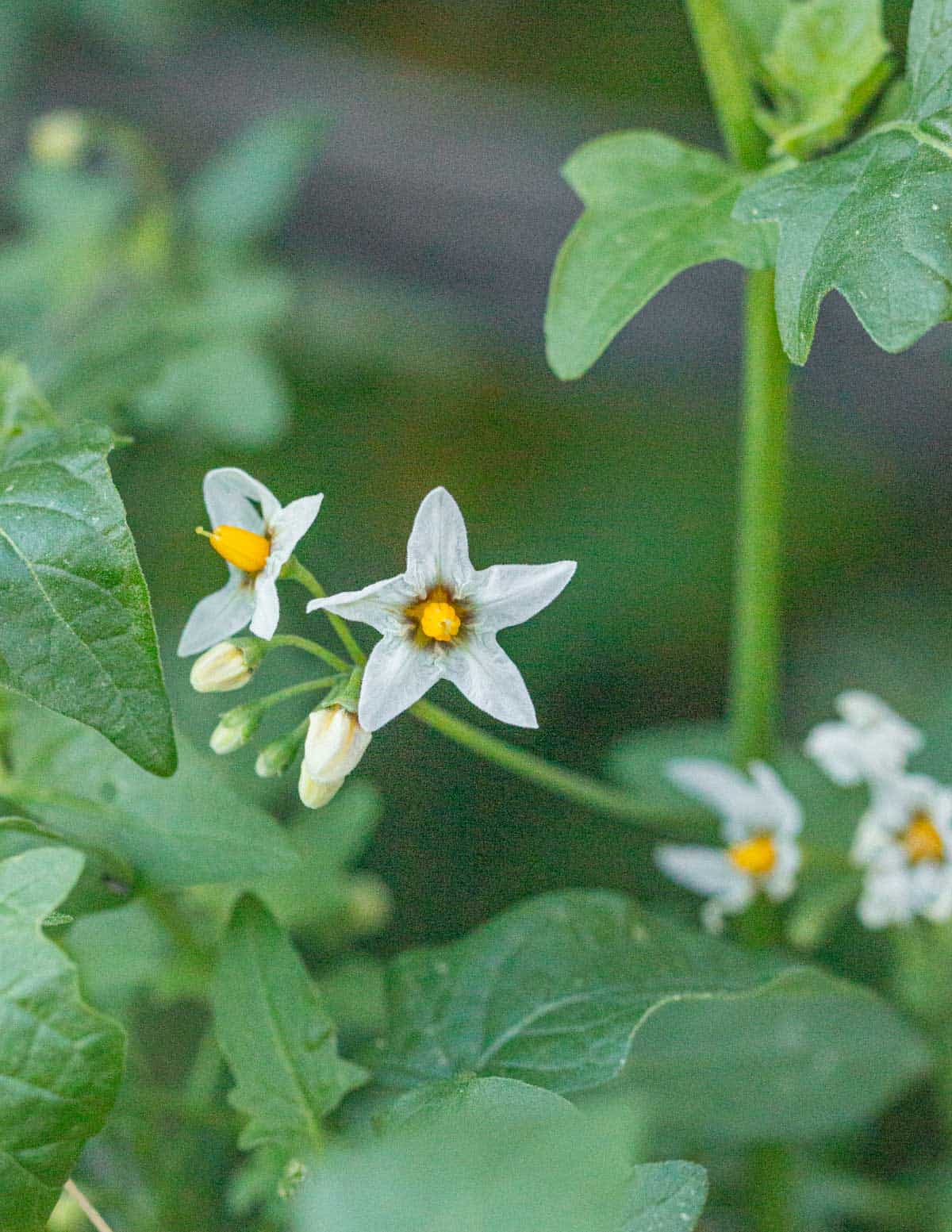 Tell-tale 5-pointed flowers of Solanum americanum or black nightshade flowers in Arizona.
