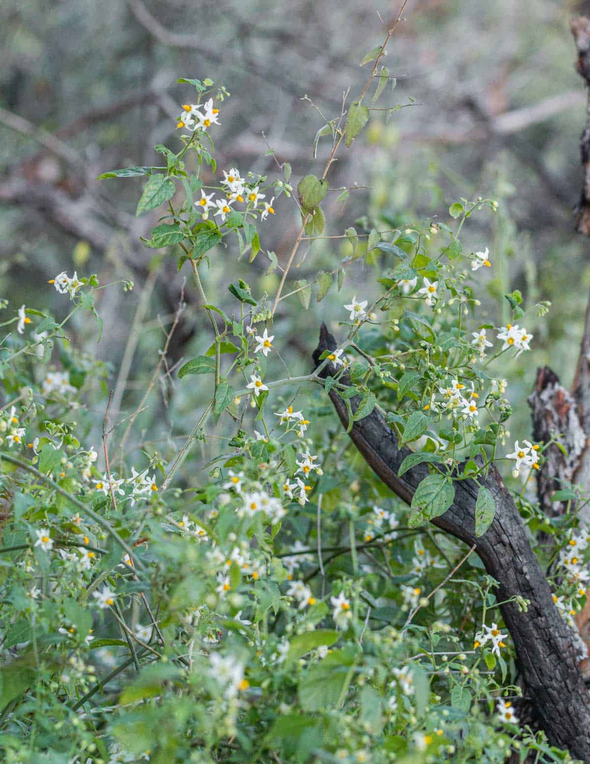 A large Western black nightshade plant (Solanum americanum) in Arizona showing many white flowers. 