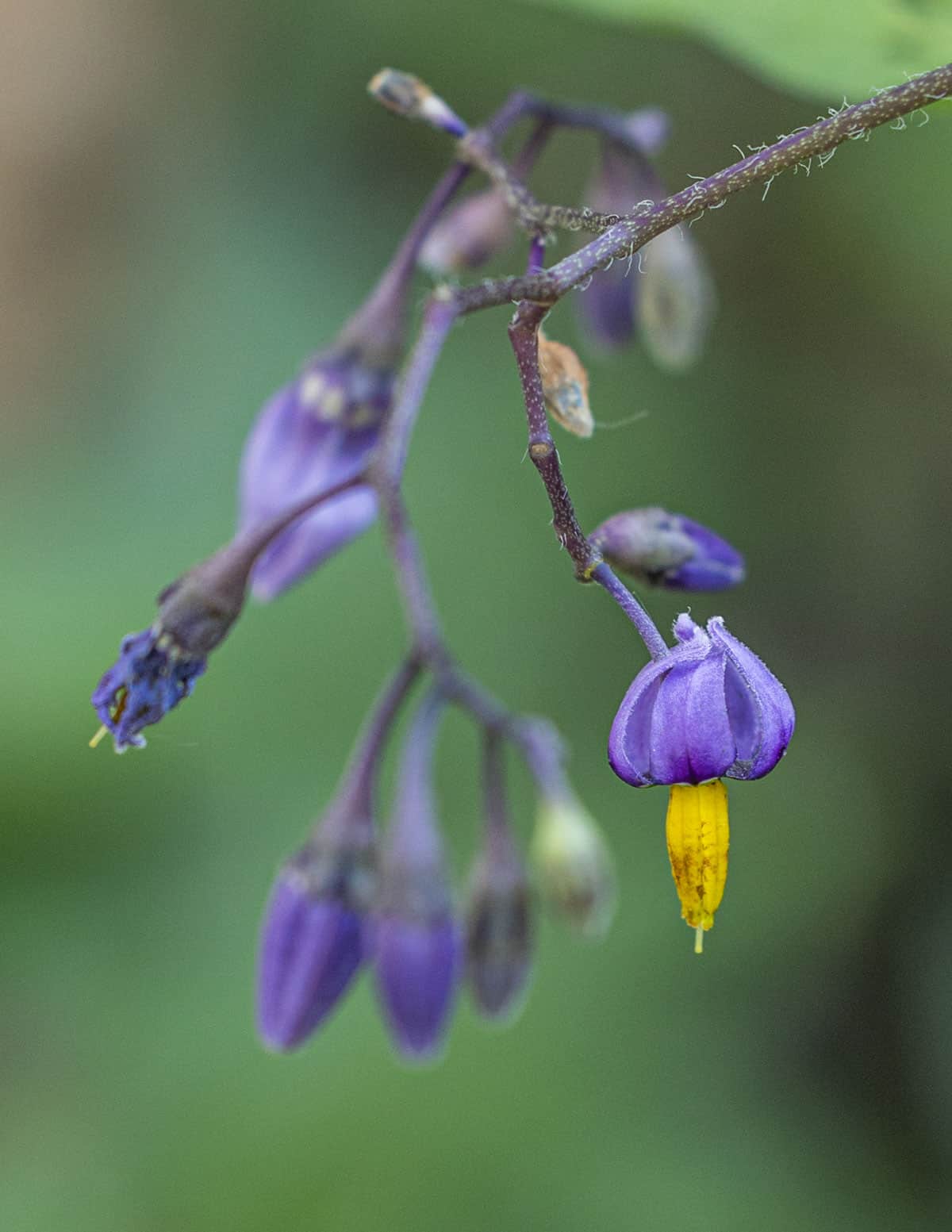 Purple flowers of creeping nightshade plants (Solanum dulcamara).