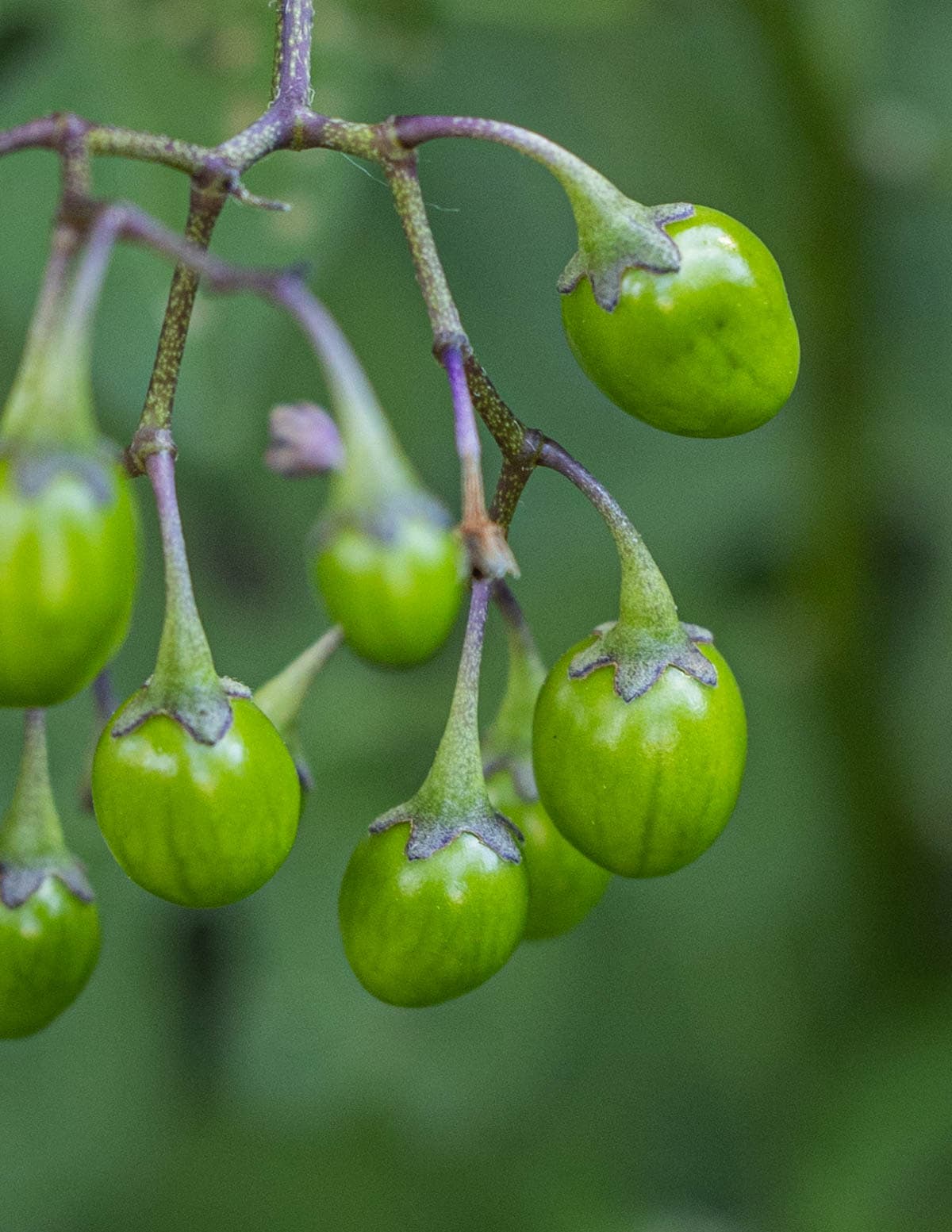Unripe green berries or black nightshade berries (Solanum ptycanthum).