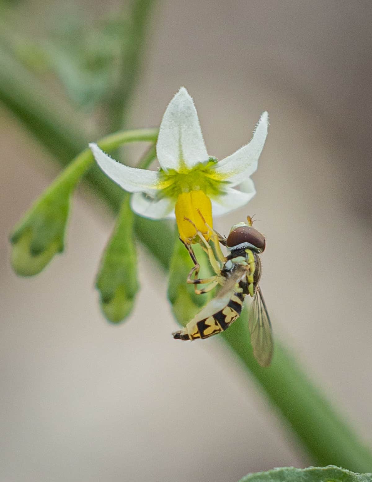 A bee visiting a Western black nightshade flower (Solanum americanum). 