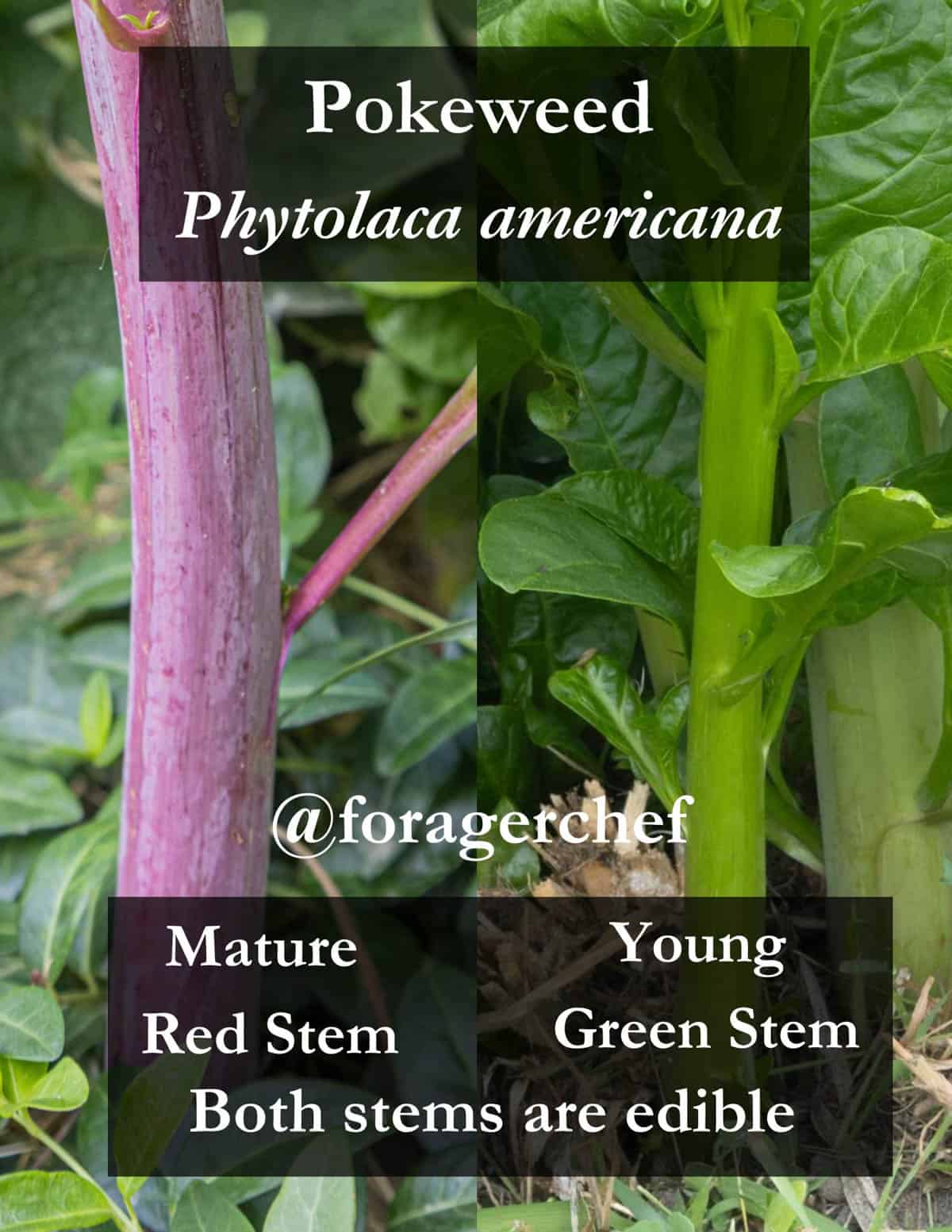 An infographic of two pokeweed shoots side by side showing red and green colored stems that are both edible. 
