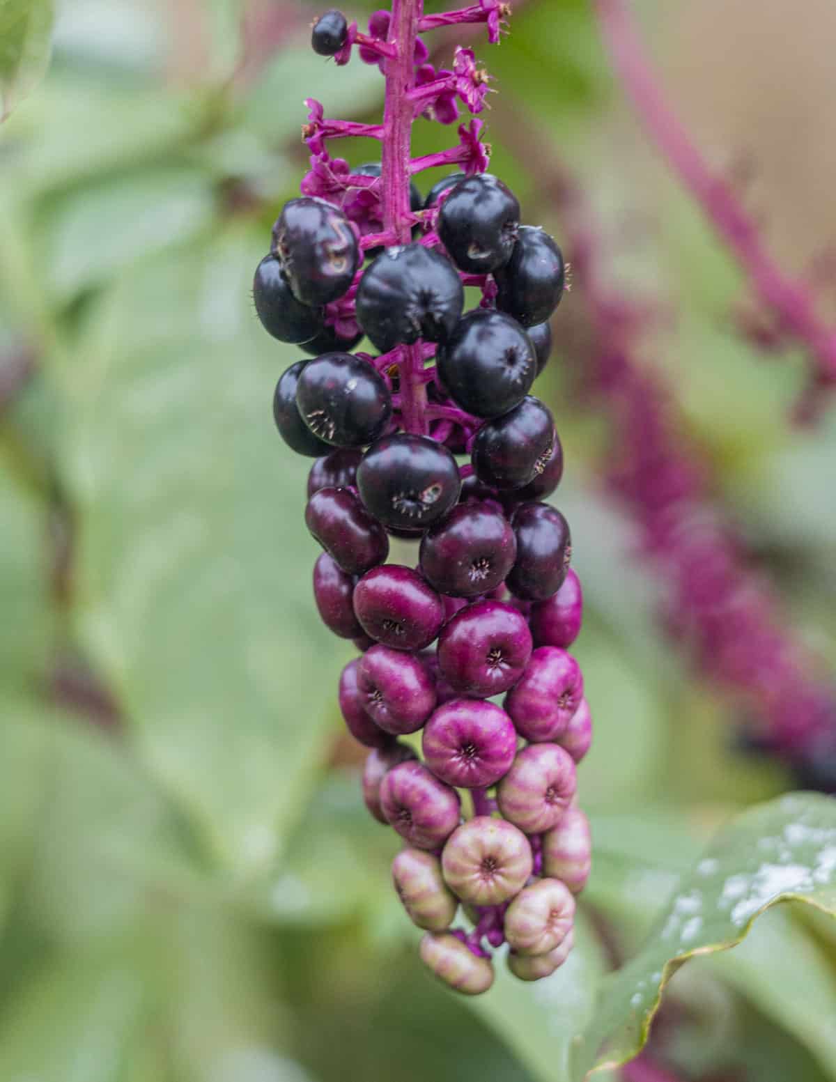 A close up image of ripe purple poke berries (Phytolaca americana). 