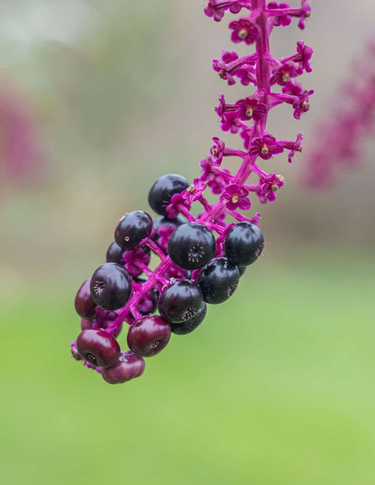 Close up image of pokeweed berries in the early fall. 