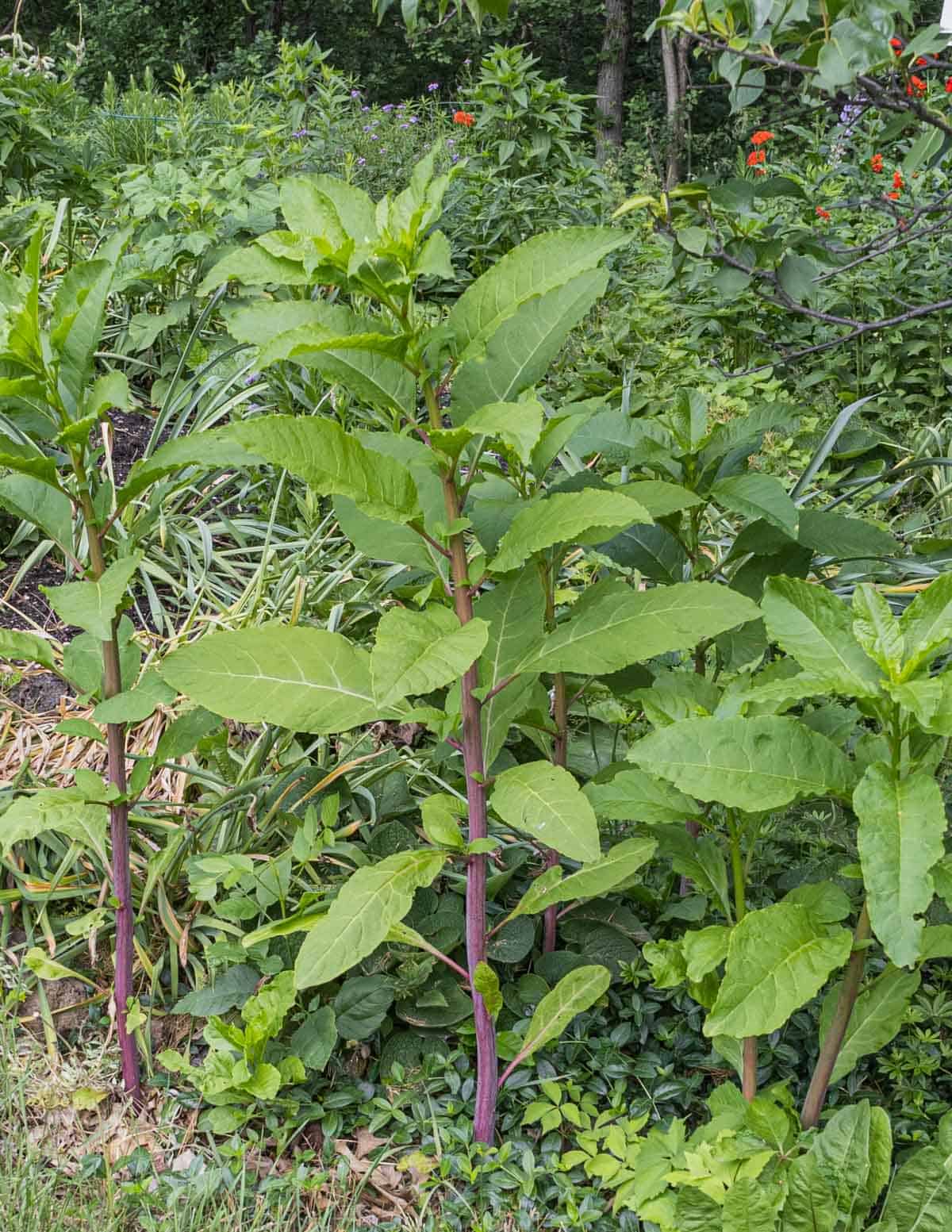 Mature pokeweed plants with red stems. 