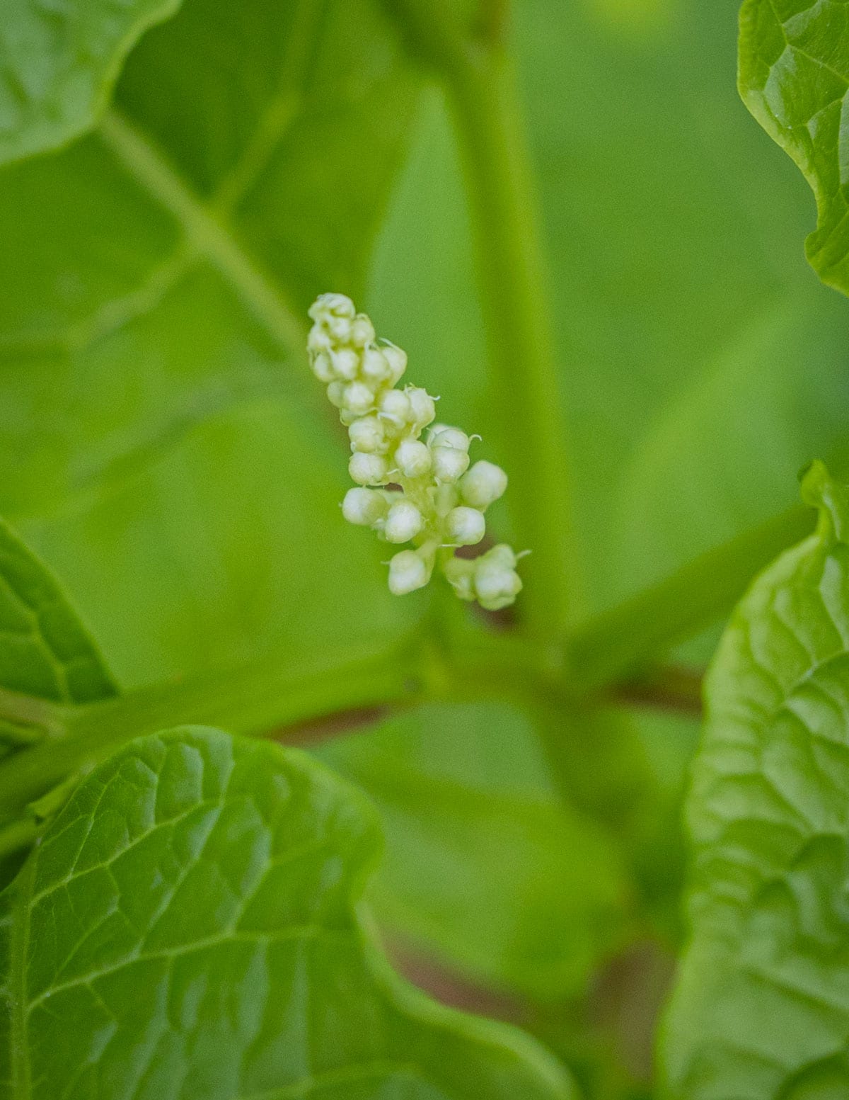 A close up image of young pokeweed flowers. 