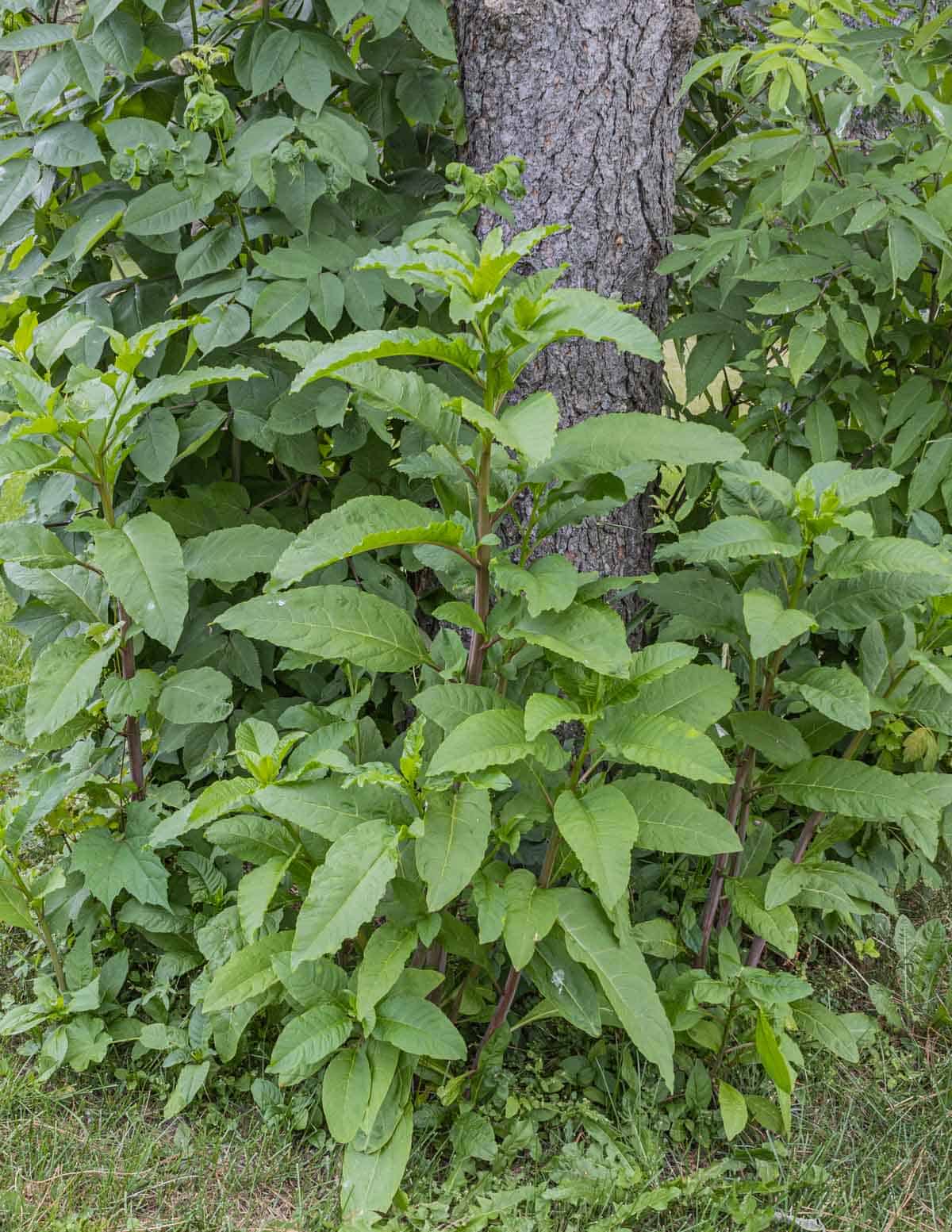 A mature pokeweed plant showing its red stem. 