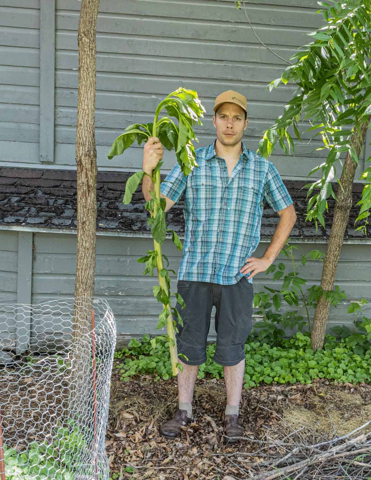 A man holding a 5 foot shoot of pokeweed (Phytolaca americana). 