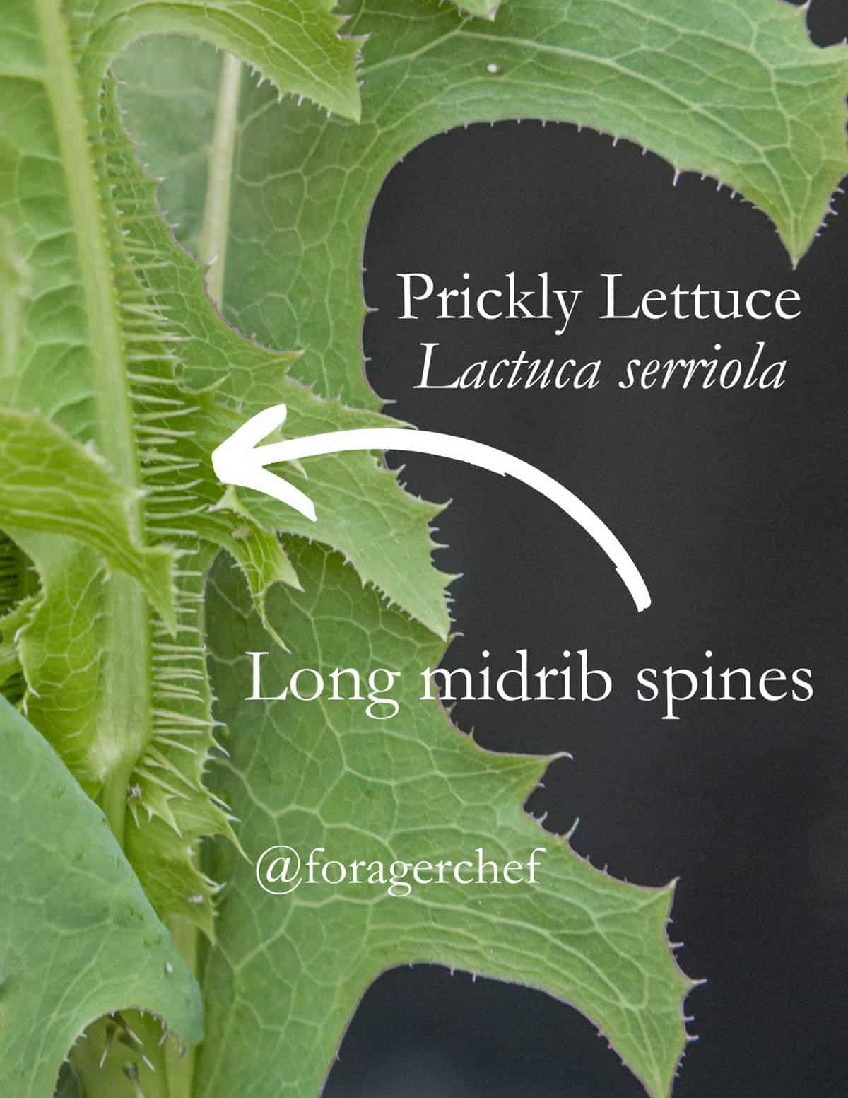 An infographic showing the pronounced spines on the mid rib of common prickly lettuce (Lactuca serriola). 