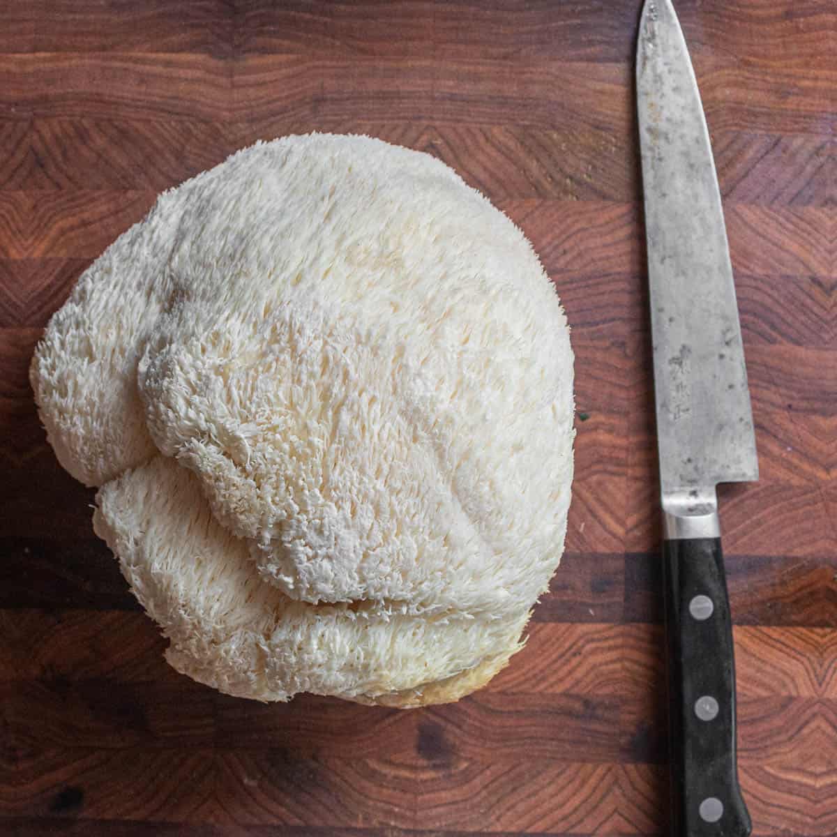 A large lions mane mushroom next to a knife on a cutting board. a