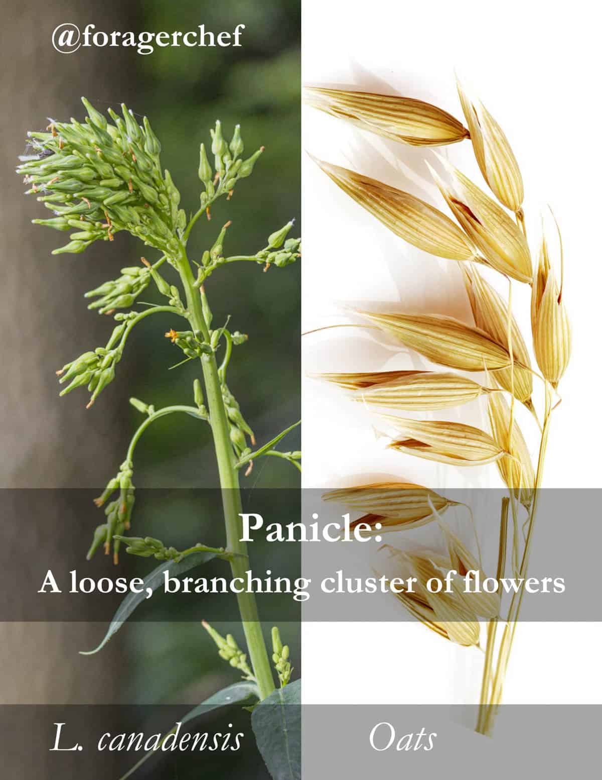 An infographic describing what a panicle of flowers is for identification, comparing the panicle of Canadian lettuce with common oats. 