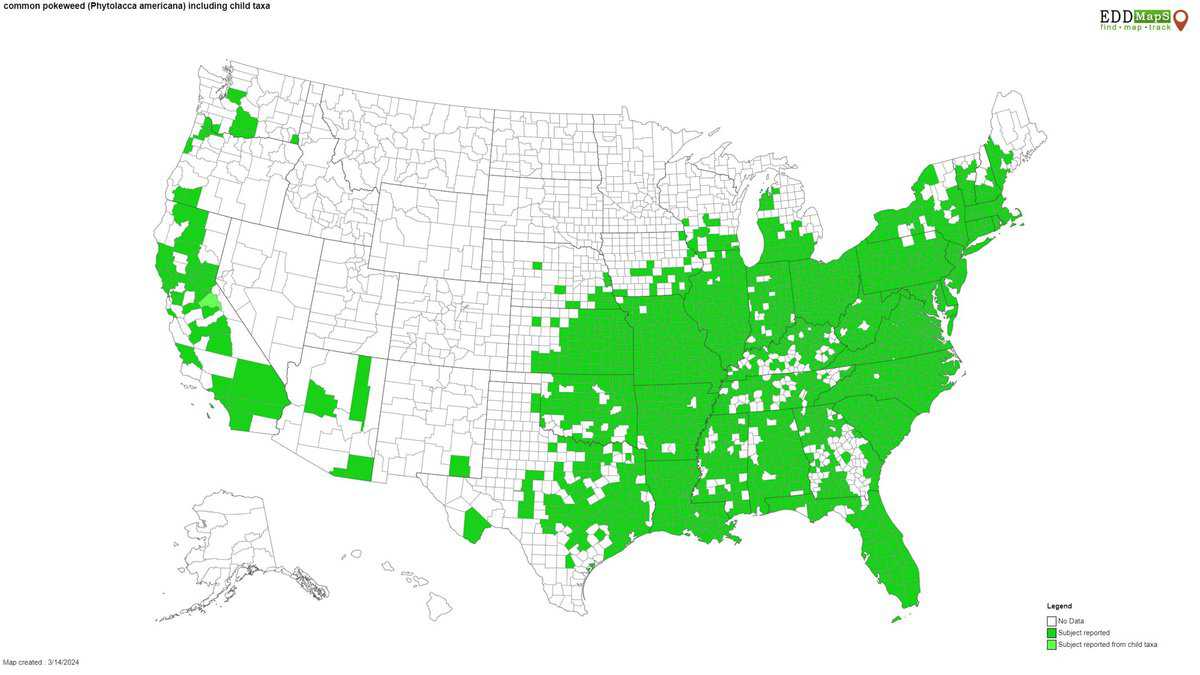 A map showing the native range of Phytolaca americana or american pokeweed. 
