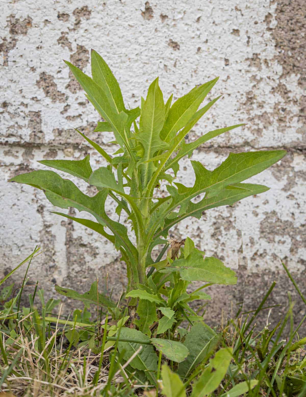 A picture of young wild prickly lettuce weeds growing in a yard. 
