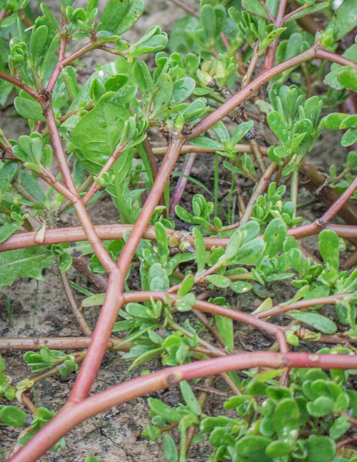 A close up picture of purslane showing red stems. 