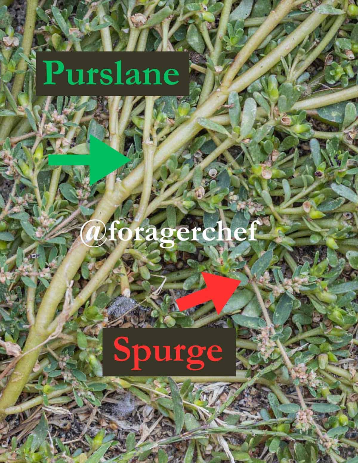A close up image and infographic showing the differences between common purslane and its look alike spotted spurge. 