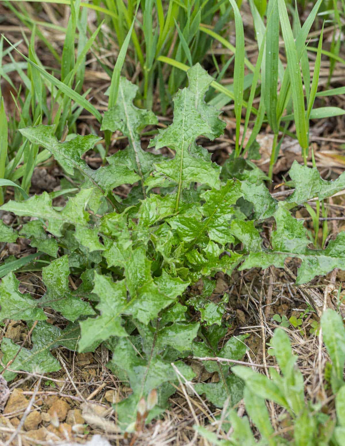 A basal rosette of sow thistle greens (Sonchus arvensis) growing in the spring. 
